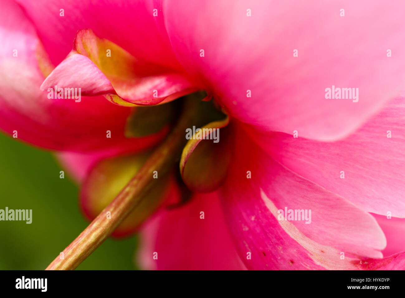 Grande peonia fiore con gambo. macro. closeup. cercando fino ai petali di fondo alla base di una peonia rosa in piena fioritura. Foto Stock