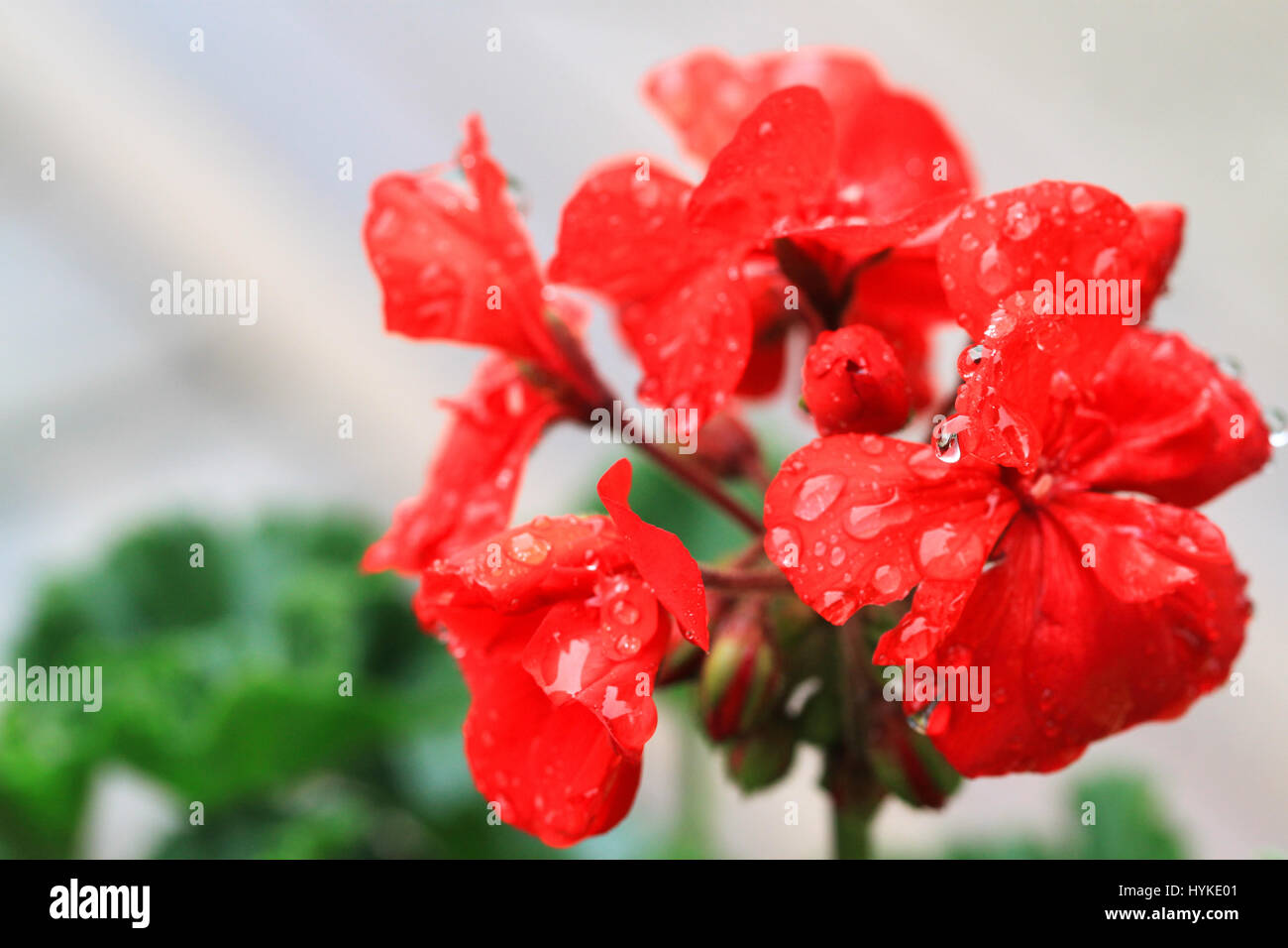 Splendido colore rosso brillante geranio fiore in piena fioritura che mostra le goccioline di acqua su petali dopo un acquazzone in estate Foto Stock