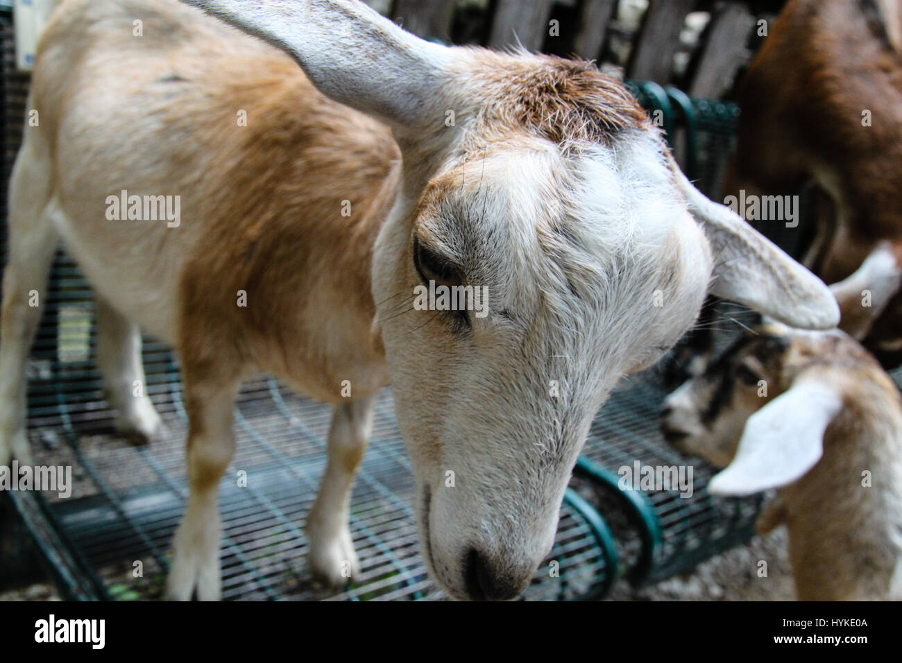 Primo piano della faccia di capre. Molto cordiale capra a bambini lo zoo delle carezze che salivano su una panchina nel parco di avvicinarsi a una certa attenzione. Foto Stock