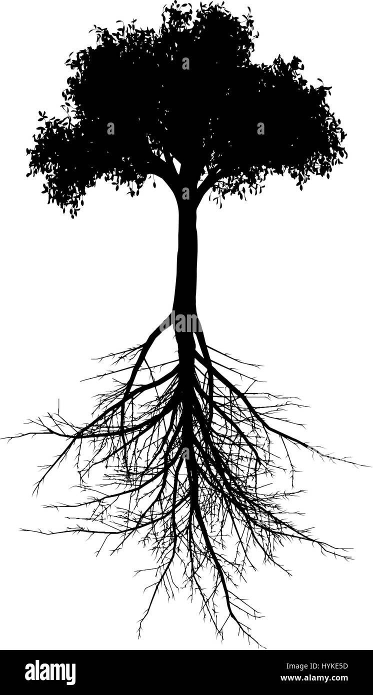 Vettore modificabile silhouette di un generico albero con sistema di radice Illustrazione Vettoriale