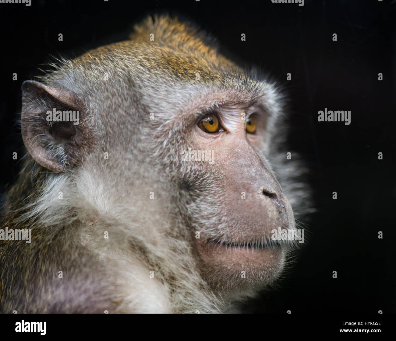 Macachi mangiatori di granchi Foto Stock