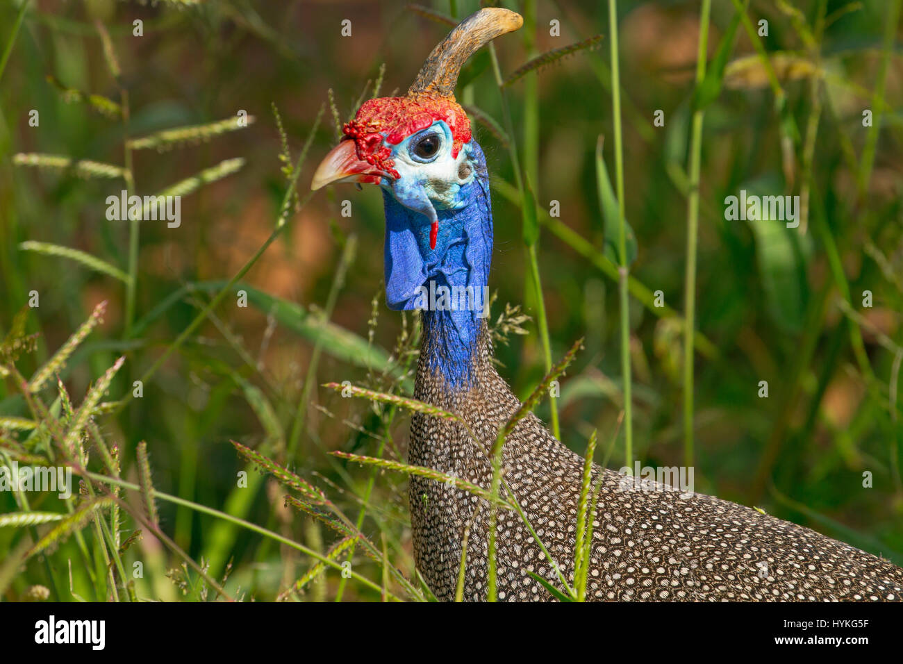 Helmeted faraone Numida meleagris Etosha National Park Namibia Foto Stock