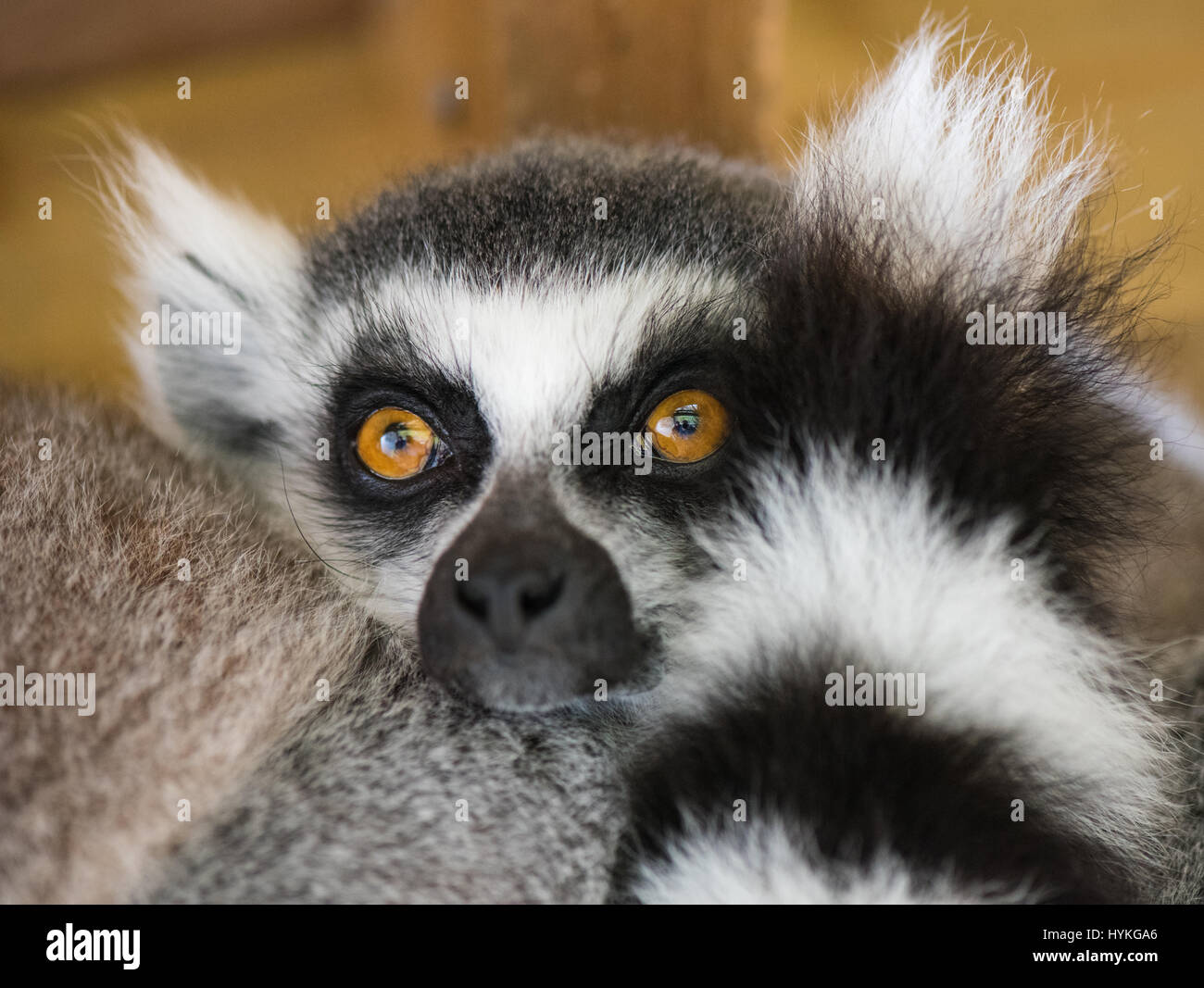 Anello-tailed Lemur gruppo Foto Stock