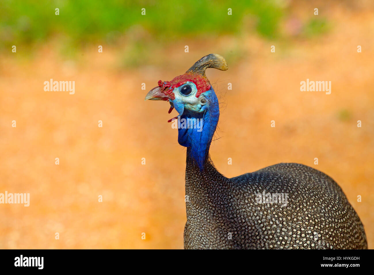 Helmeted faraone Numida meleagris Etosha National Park Namibia Foto Stock