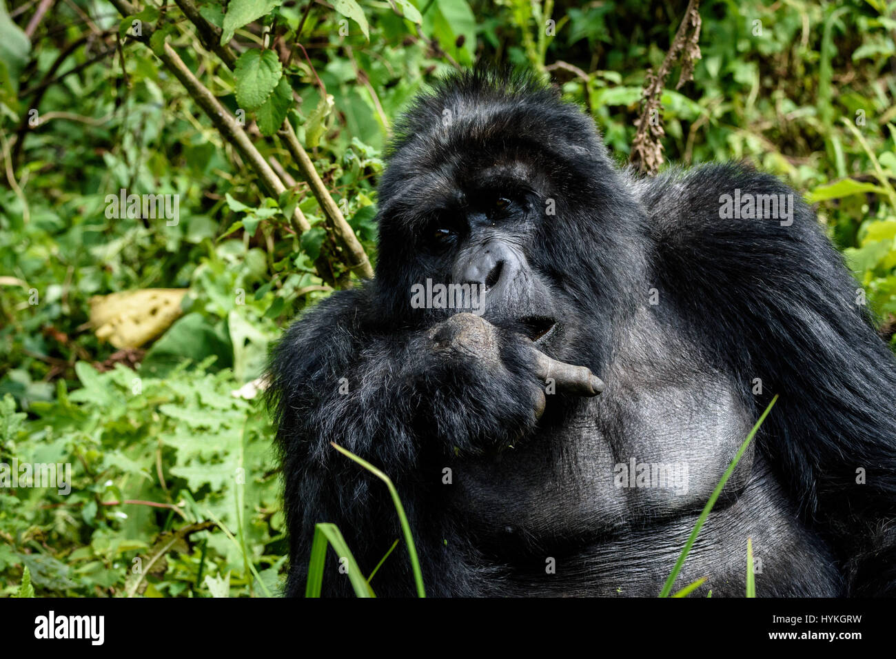 Foresta impenetrabile di Bwindi, UGANDA: UN burbero gorilla ha dato un gruppo di fotografi britannici il dito mentre contemporaneamente lasciando fuori il vento dopo aver interrotto il suo pasto. Esilarante immagini e video mostra l'enorme di sei piedi, 400-pound Gorilla Silverback sollevare con un commento irriverente il suo dito medio mentre perfettamente la sua temporizzazione fart come uno spettacolo di dispiacere all'intrusione. È lontano da l'effetto desiderato per lui anche se come i fotografi possono essere sentito ride molto nel lato-splitting riprese. Le immagini e i video sono stati catturati nella Foresta impenetrabile di Bwindi, Uganda dalla British pensionato e amatoriale Foto Stock