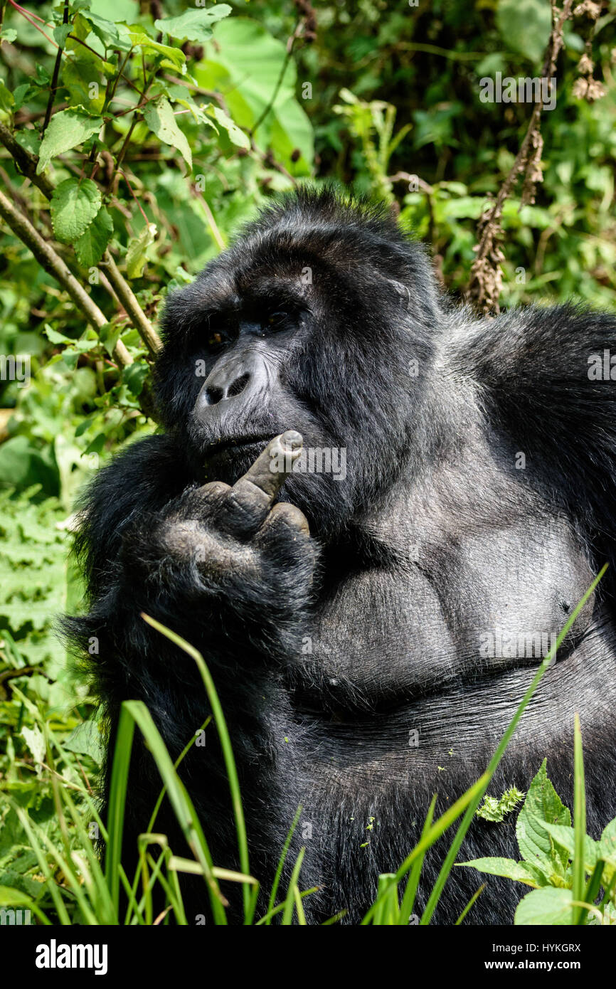 Foresta impenetrabile di Bwindi, UGANDA: UN burbero gorilla ha dato un gruppo di fotografi britannici il dito mentre contemporaneamente lasciando fuori il vento dopo aver interrotto il suo pasto. Esilarante immagini e video mostra l'enorme di sei piedi, 400-pound Gorilla Silverback sollevare con un commento irriverente il suo dito medio mentre perfettamente la sua temporizzazione fart come uno spettacolo di dispiacere all'intrusione. È lontano da l'effetto desiderato per lui anche se come i fotografi possono essere sentito ride molto nel lato-splitting riprese. Le immagini e i video sono stati catturati nella Foresta impenetrabile di Bwindi, Uganda dalla British pensionato e amatoriale Foto Stock
