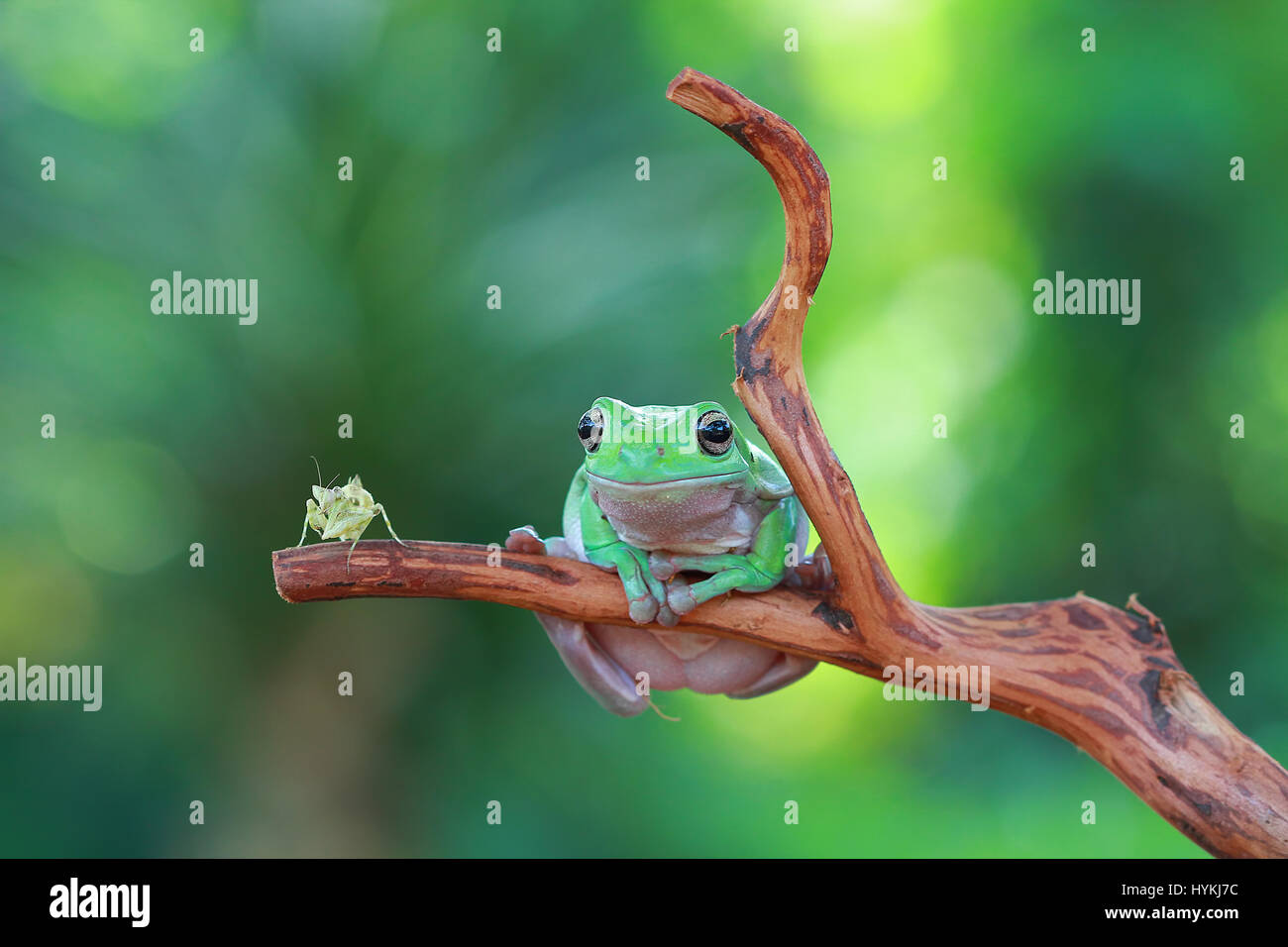 CILEDUG, INDONESIA: improbabile un amicizia tra una losca raganella e una mantide religiosa è stata bloccata da un fotografo dilettante. Guardando come un paio di vecchi amici appena masticare il grasso, questi due jungle critters sono mostrati rilassante su un ramo, a guardare il mondo che passa da. Fotografo amatoriale Kurit Afsheen (34) è stato in grado di vedere questa cattura questo straordinario di interazione in Ciledug, Indonesia. Foto Stock