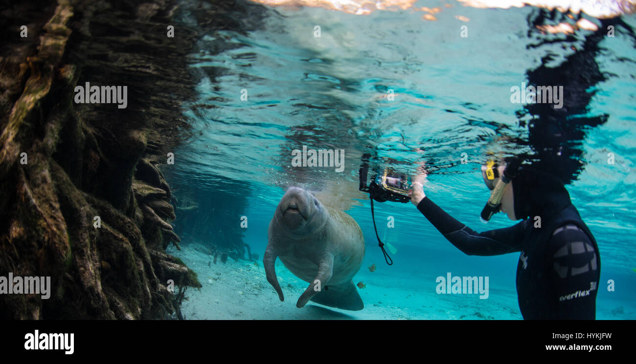 CRYSTAL RIVER, Florida: adorabili close-up foto di lamantini interagente con un britannico padre e figlia a soli dodici piedi sott'acqua sono stati innestati. In questo affascinante incontro questi 'sea vacche come i Lamantini sono affettuosamente noto, può essere visto amorevole attenzione profuso su di esse con la loro umana dive buddy. Il gigante mammiferi può essere visto prendere il loro tempo di posa per immagini per rivelare la loro natura amorevole. Uno anche per le piante di un grande bacio sulla fotocamera. Fotografo Inglese Alan C Egan (59) che è ora un residente della Florida ha preso un viaggio a Crystal River, con sua figlia per catturare questi l Foto Stock