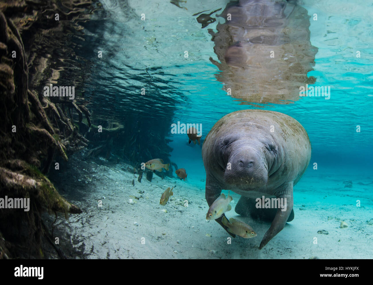 CRYSTAL RIVER, Florida: adorabili close-up foto di lamantini interagente con un britannico padre e figlia a soli dodici piedi sott'acqua sono stati innestati. In questo affascinante incontro questi 'sea vacche come i Lamantini sono affettuosamente noto, può essere visto amorevole attenzione profuso su di esse con la loro umana dive buddy. Il gigante mammiferi può essere visto prendere il loro tempo di posa per immagini per rivelare la loro natura amorevole. Uno anche per le piante di un grande bacio sulla fotocamera. Fotografo Inglese Alan C Egan (59) che è ora un residente della Florida ha preso un viaggio a Crystal River, con sua figlia per catturare questi l Foto Stock