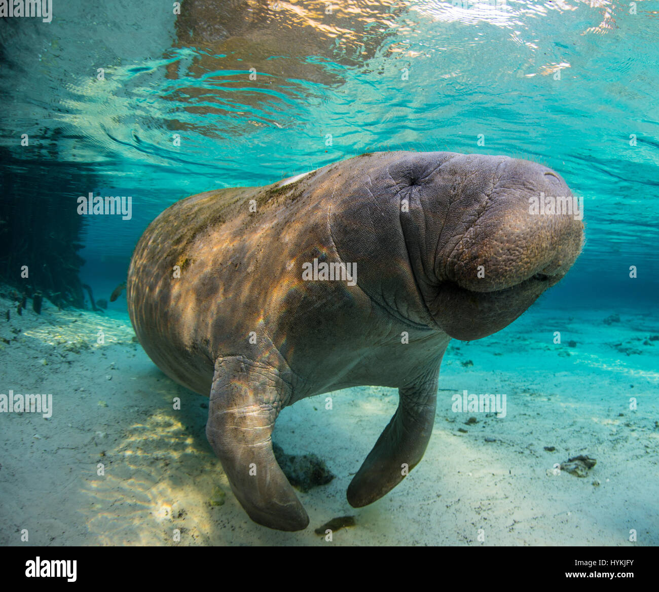 CRYSTAL RIVER, Florida: adorabili close-up foto di lamantini interagente con un britannico padre e figlia a soli dodici piedi sott'acqua sono stati innestati. In questo affascinante incontro questi 'sea vacche come i Lamantini sono affettuosamente noto, può essere visto amorevole attenzione profuso su di esse con la loro umana dive buddy. Il gigante mammiferi può essere visto prendere il loro tempo di posa per immagini per rivelare la loro natura amorevole. Uno anche per le piante di un grande bacio sulla fotocamera. Fotografo Inglese Alan C Egan (59) che è ora un residente della Florida ha preso un viaggio a Crystal River, con sua figlia per catturare questi l Foto Stock