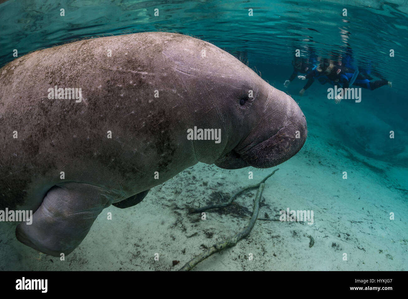 CRYSTAL RIVER, Florida: adorabili close-up foto di lamantini interagente con un britannico padre e figlia a soli dodici piedi sott'acqua sono stati innestati. In questo affascinante incontro questi 'sea vacche come i Lamantini sono affettuosamente noto, può essere visto amorevole attenzione profuso su di esse con la loro umana dive buddy. Il gigante mammiferi può essere visto prendere il loro tempo di posa per immagini per rivelare la loro natura amorevole. Uno anche per le piante di un grande bacio sulla fotocamera. Fotografo Inglese Alan C Egan (59) che è ora un residente della Florida ha preso un viaggio a Crystal River, con sua figlia per catturare questi l Foto Stock