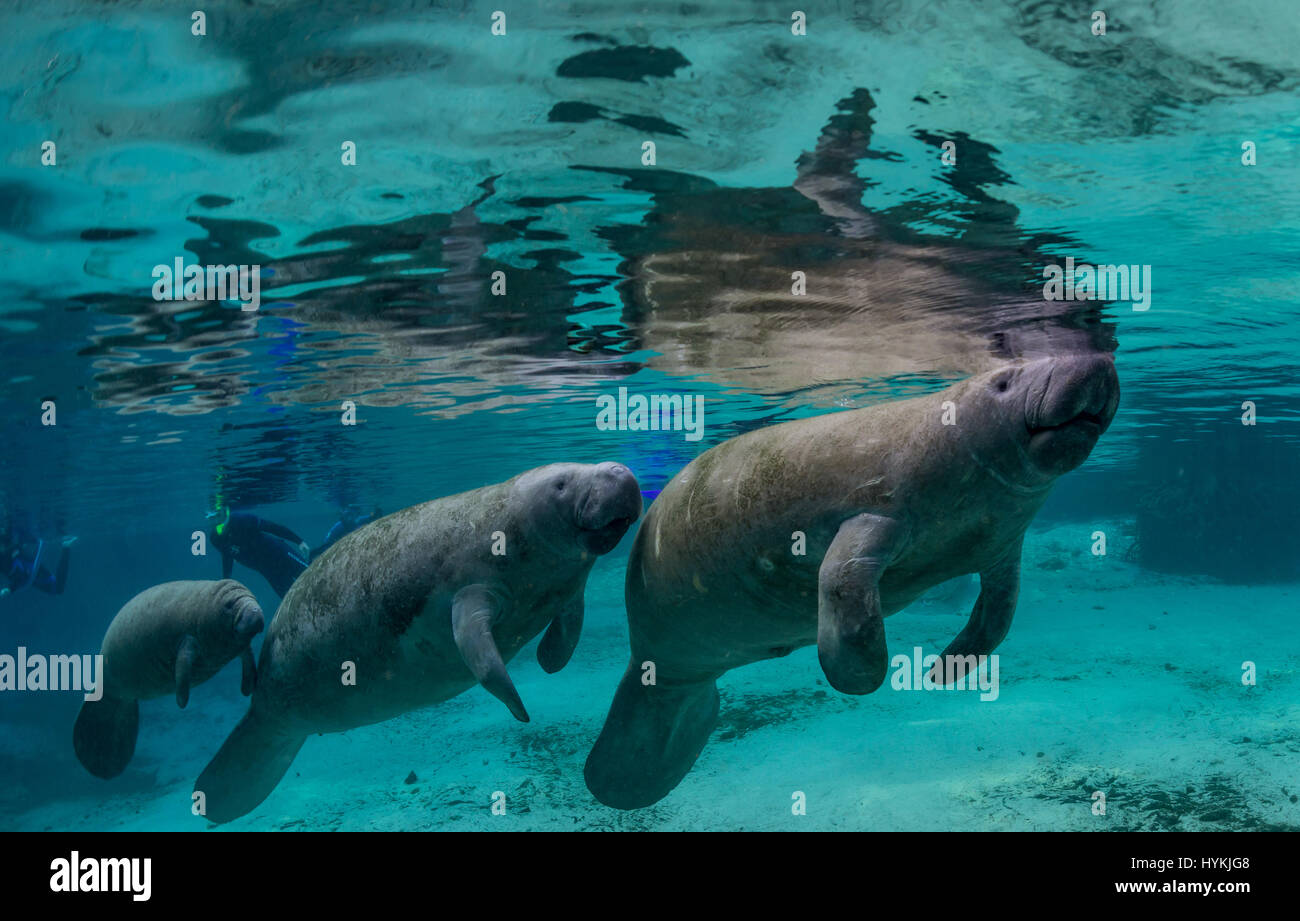 CRYSTAL RIVER, Florida: adorabili close-up foto di lamantini interagente con un britannico padre e figlia a soli dodici piedi sott'acqua sono stati innestati. In questo affascinante incontro questi 'sea vacche come i Lamantini sono affettuosamente noto, può essere visto amorevole attenzione profuso su di esse con la loro umana dive buddy. Il gigante mammiferi può essere visto prendere il loro tempo di posa per immagini per rivelare la loro natura amorevole. Uno anche per le piante di un grande bacio sulla fotocamera. Fotografo Inglese Alan C Egan (59) che è ora un residente della Florida ha preso un viaggio a Crystal River, con sua figlia per catturare questi l Foto Stock