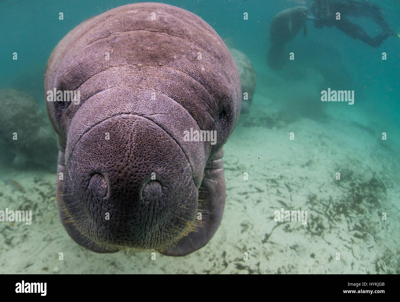 CRYSTAL RIVER, Florida: adorabili close-up foto di lamantini interagente con un britannico padre e figlia a soli dodici piedi sott'acqua sono stati innestati. In questo affascinante incontro questi 'sea vacche come i Lamantini sono affettuosamente noto, può essere visto amorevole attenzione profuso su di esse con la loro umana dive buddy. Il gigante mammiferi può essere visto prendere il loro tempo di posa per immagini per rivelare la loro natura amorevole. Uno anche per le piante di un grande bacio sulla fotocamera. Fotografo Inglese Alan C Egan (59) che è ora un residente della Florida ha preso un viaggio a Crystal River, con sua figlia per catturare questi l Foto Stock