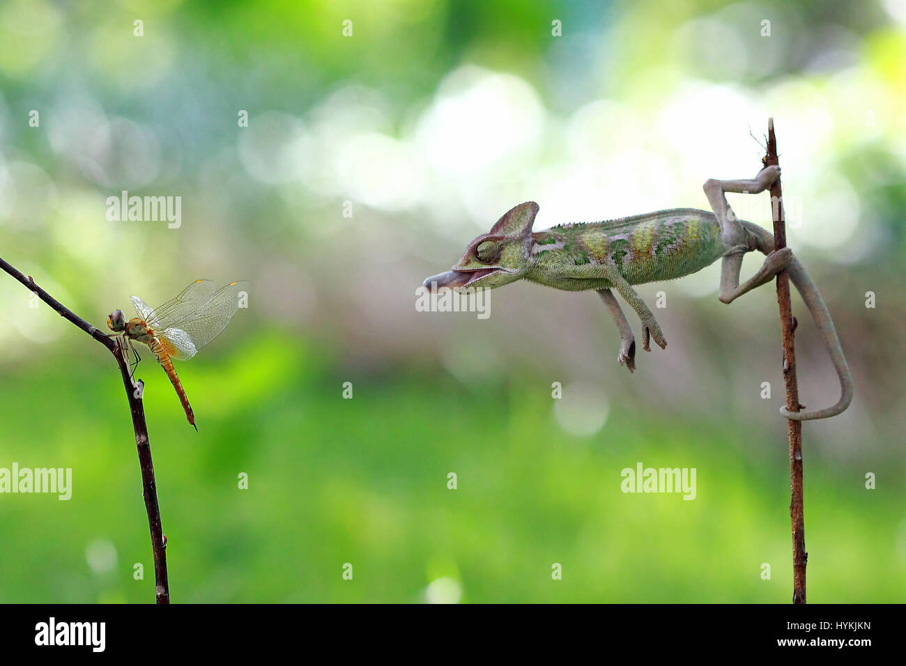 WEST JAKARTA, Indonesia: la foto di un camaleonte nella pendente per la cattura di una libellula con la sua linguetta appena lasciato la sua bocca. Non prendendo prigionieri, questo killer Chameleon è stato strappato avente veramente bene e 'lambito' la sua preda. Le immagini mostrano questo camaleonte velato spara per uccidere la sua dragon-fly target con il suo incredibilmente veloce e linguetta appiccicosa. La serie di scatti mostra il cecchino Silent pick off il suo marchio e non perdere tempo in gobbling it up intera. Graphic designer Kurit Afsheen (34) è stato in grado di catturare questo rapido scambio di fuoco nella sua città natale di Cengkareng in West Jakarta, Indonesia. Foto Stock