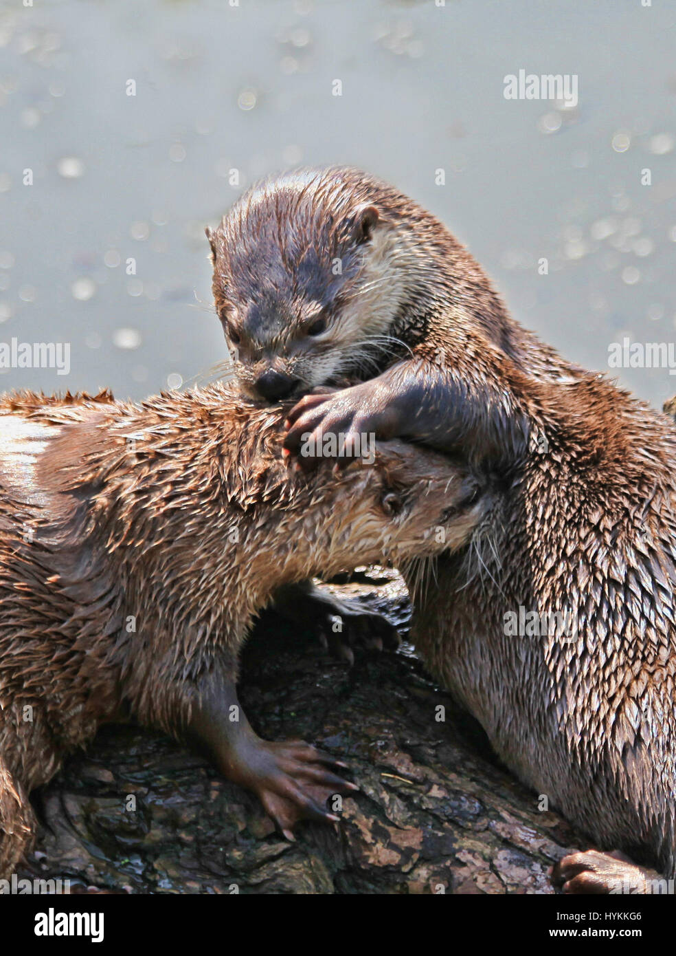 GLOUCESTERSHIRE, UK: adorabili lontre sono stati innestati crogiolarsi nell'incandescenza dell'amore. Le immagini mostrano l'amato fino giovane sfacciato non è in grado di mantenere le loro mani fuori di ogni altro come hanno divertimento e frolics dal Riverside. Il normalmente misteriosi animali sono chiaramente infatuated con ciascun altro e non si cura di chi lo sa. Altre foto mostrano la coppia a caldo il raffreddamento con un tuffo nel fiume. Graphic designer Aleks Gjika scattato queste cuddly cuties presso il fiume Chelt, nel Gloucestershire. Foto Stock