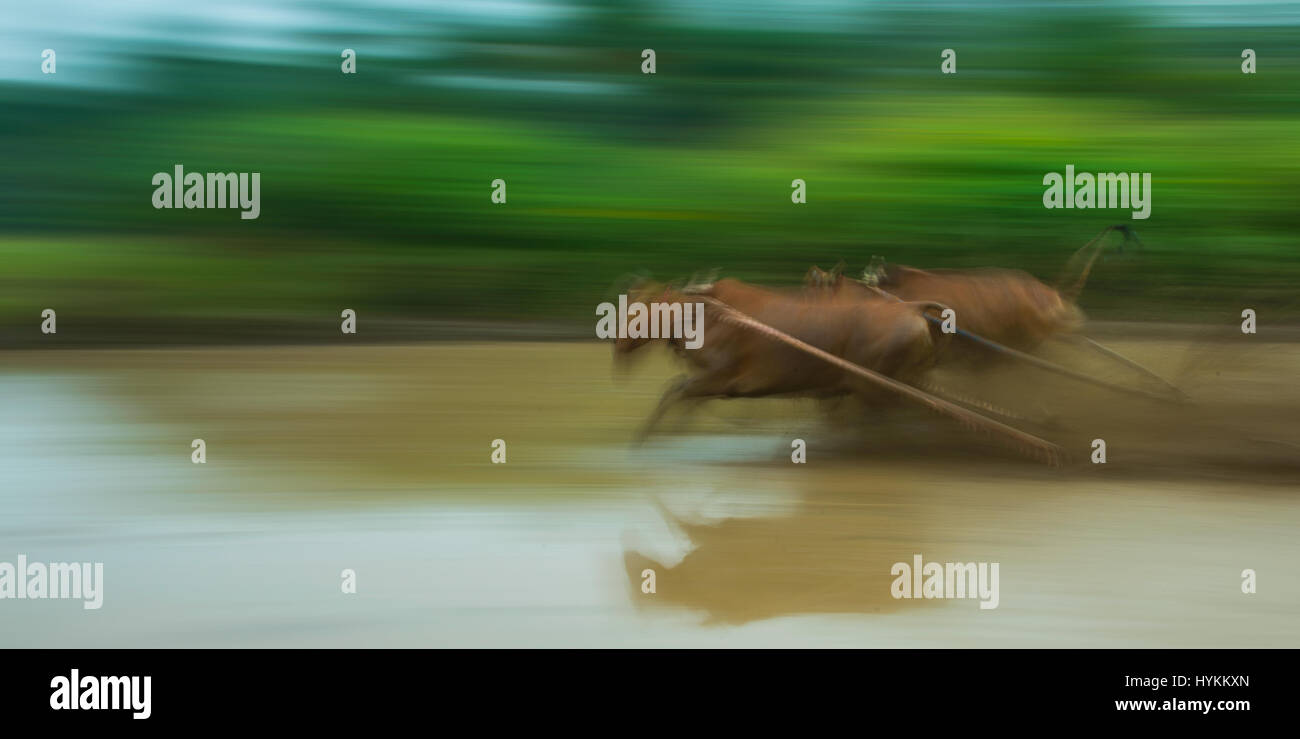 SUMATRA, INDONESIA: UN INSEGNANTE DAREDEVIL ottiene alle prese con oltre 5.000 libbre di pura carne di manzo in questo adrenalinico centinaia di yard toro corsa. Che ha luogo su un periodo di quattro settimane questo bi-annuale tradizione Indonesiana, chiamato Jawi di sala di risveglio è una celebrazione di un abbondante raccolto di riso. Le immagini mostrano fotografo amatoriale Rick White (35) viene tirato lungo la potenza pura di questi musclebound bestie da soma. Altri partecipanti comprendono circa una dozzina di locale a tutti gli agricoltori di sesso maschile e residenti. Le mucche più veloce può quindi comandare i più alti prezzi di vendita all'asta. Rick White è stato in grado di catturare questi actio Foto Stock