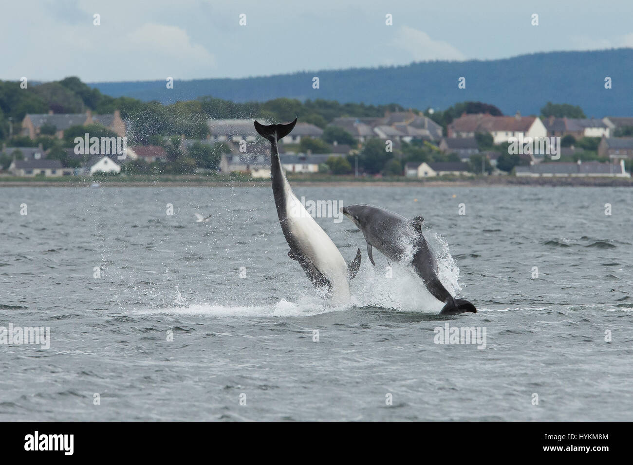 I delfini sono stati innestati trattare gli astanti a una antenna di spettacolari show da ciò che il fotografo insiste è il posto migliore in Europa per il carismatico creature - Scozia. La bottiglia di delfini dal naso a erano in un allegro e sembrava essere il tentativo di superarsi a vicenda come hanno sparato fuori dall'acqua e in alto l'aria, con alcuni addirittura raggiungere altezze di 20-piedi. Le immagini sono state acquisite a Chanonry Point dal Wildlife fotografo e guida Andy Howard (45), da Inverness. Foto Stock