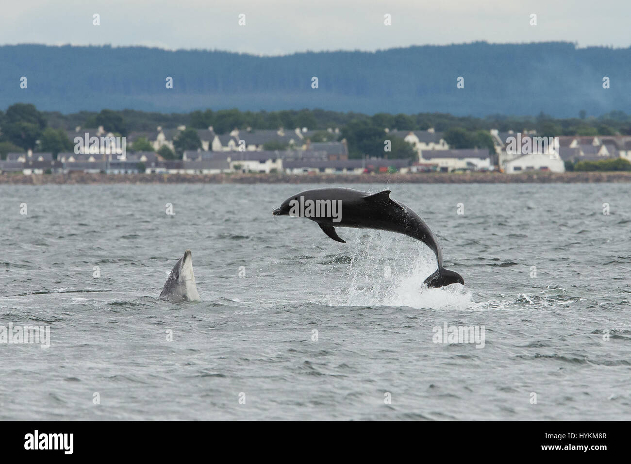 I delfini sono stati innestati trattare gli astanti a una antenna di spettacolari show da ciò che il fotografo insiste è il posto migliore in Europa per il carismatico creature - Scozia. La bottiglia di delfini dal naso a erano in un allegro e sembrava essere il tentativo di superarsi a vicenda come hanno sparato fuori dall'acqua e in alto l'aria, con alcuni addirittura raggiungere altezze di 20-piedi. Le immagini sono state acquisite a Chanonry Point dal Wildlife fotografo e guida Andy Howard (45), da Inverness. Foto Stock