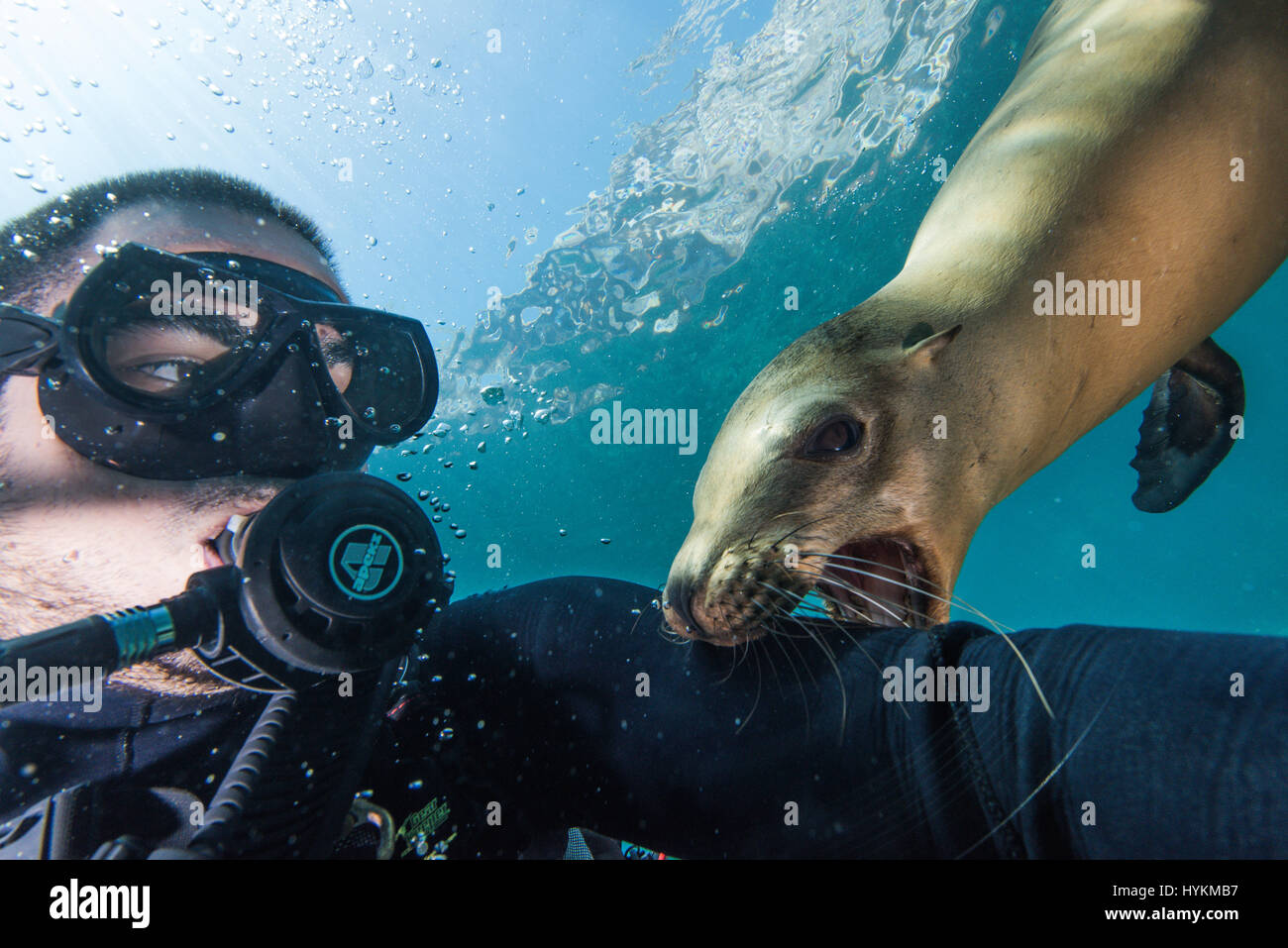 SNOGGING leoni di mare sono state catturate indulgere in una bocca piena bacio che avrebbe messo più amorosa giovane adolescente di vergogna. Altro lato-splitting immagini mostrano il divertimento-amoroso dei leoni di mare giocando tag e subacquea di wrestling con fotografo locale Mario Chow al largo delle coste del Messico. Il curioso i mammiferi marini non ha esitato a controllare la sua fotocamera e scoprire esattamente che cosa è stato, con un recupero di un vicino e selfie photobomb prima e poi provare un curioso morso sul £2.000 gadget. Foto Stock