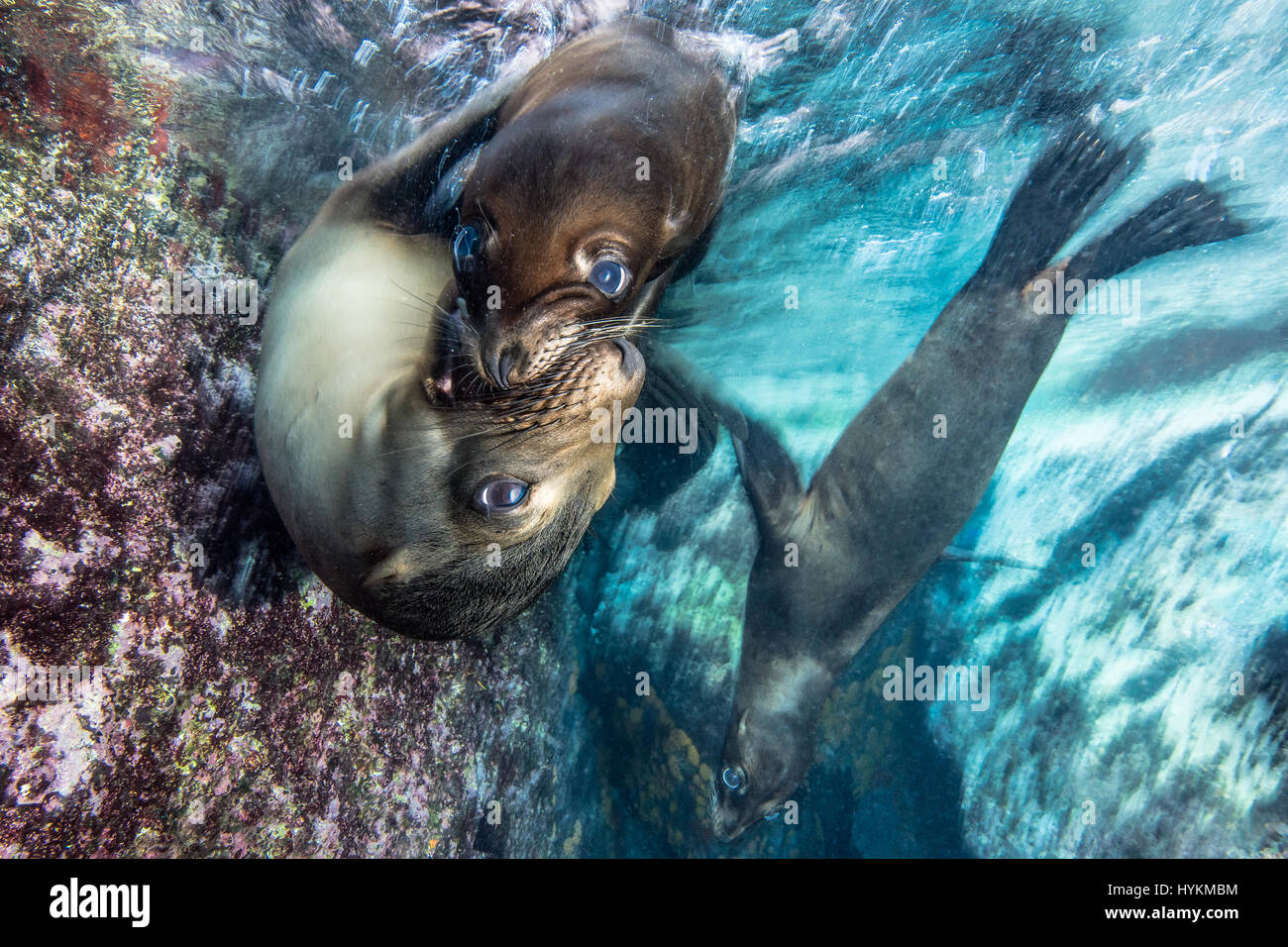 SNOGGING leoni di mare sono state catturate indulgere in una bocca piena bacio che avrebbe messo più amorosa giovane adolescente di vergogna. Altro lato-splitting immagini mostrano il divertimento-amoroso dei leoni di mare giocando tag e subacquea di wrestling con fotografo locale Mario Chow al largo delle coste del Messico. Il curioso i mammiferi marini non ha esitato a controllare la sua fotocamera e scoprire esattamente che cosa è stato, con un recupero di un vicino e selfie photobomb prima e poi provare un curioso morso sul £2.000 gadget. Foto Stock