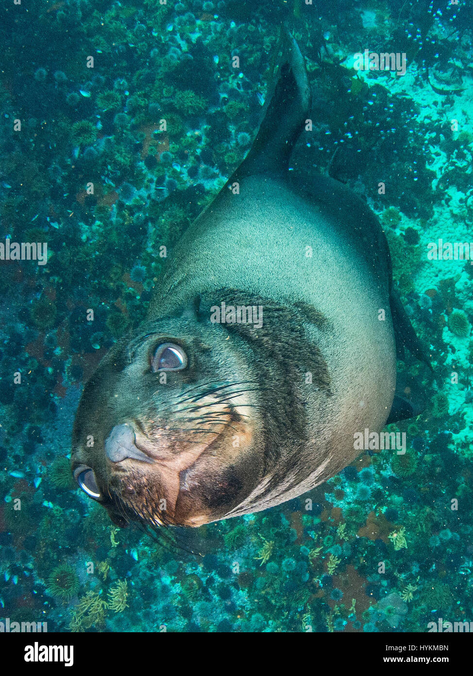 SIMON'S TOWN, SUD AFRICA: una guarnizione giocoso stava godendo di per sé così tanto ha prelevato una stella di mare con la sua bocca e presentate ad un subacqueo britannica come un dono come un cucciolo di cane. Il grazioso foto subacquee mostrano la guarnizione nuotare intorno con il subacqueo, masticare su kelp e spugna arancione prima di esso preleva le stelle marine. La guarnizione di tenuta e poi portato la stella di mare oltre al subacqueo e stava usando quasi come un cane utilizza un giocattolo di masticare. Le immagini sono state acquisite da Manchester fotografo subacqueo Caroline Robertson-Brown nella Città di Simon, Sud Africa. Foto Stock