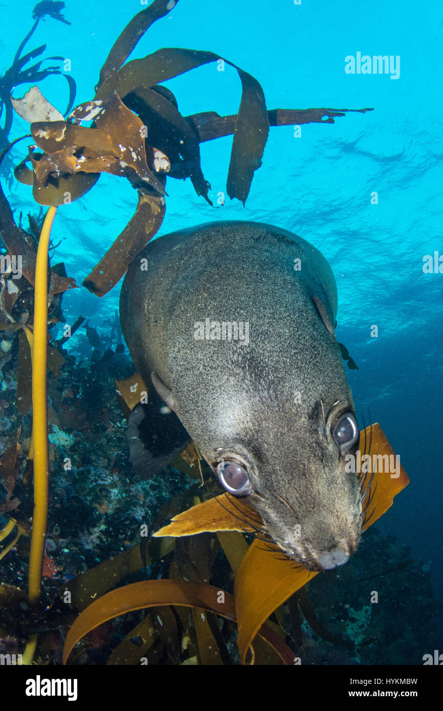 SIMON'S TOWN, SUD AFRICA: una guarnizione giocoso stava godendo di per sé così tanto ha prelevato una stella di mare con la sua bocca e presentate ad un subacqueo britannica come un dono come un cucciolo di cane. Il grazioso foto subacquee mostrano la guarnizione nuotare intorno con il subacqueo, masticare su kelp e spugna arancione prima di esso preleva le stelle marine. La guarnizione di tenuta e poi portato la stella di mare oltre al subacqueo e stava usando quasi come un cane utilizza un giocattolo di masticare. Le immagini sono state acquisite da Manchester fotografo subacqueo Caroline Robertson-Brown nella Città di Simon, Sud Africa. Foto Stock