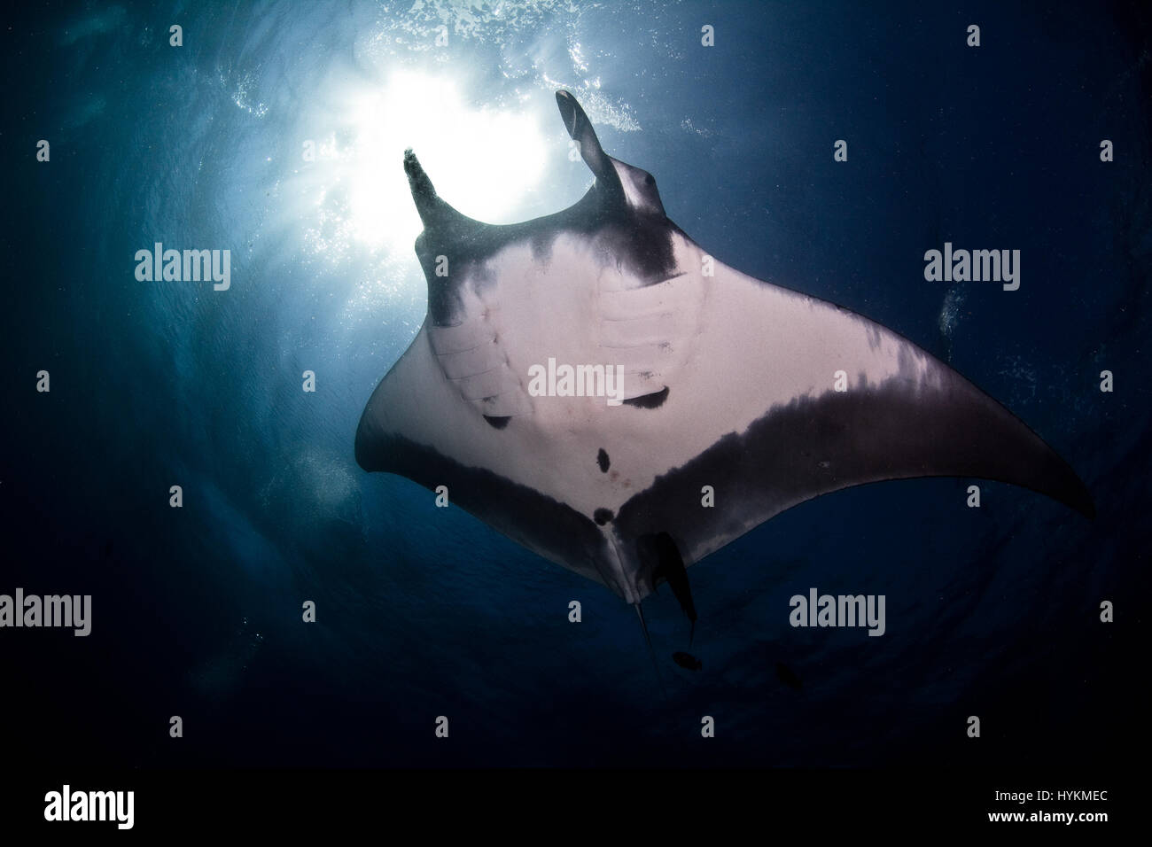 REVILLAGIGEDO ISLANDS, Messico: scary colpi di un 23-piedi largo Manta ray modellato come un lugubre teschio umano sono stati innestati a uno e cento trenta metri sott'acqua. Le immagini mostrano la gravità di questa rara in bianco e nero a motivi geometrici quando mostro rispetto alla vicina subacqueo. La manta ray o Manta birotris, può essere considerata completamente a suo agio con il suo compagno umano, mentre è elegantemente scivola attraverso l'acqua chiara. Un altro prevalentemente bianche Manta ray può essere visto anche in altri scatti. Nonostante le loro dimensioni questi giganti del mare sono elencati come vulnerabili. I loro numeri hanno sofferto a causa di Foto Stock