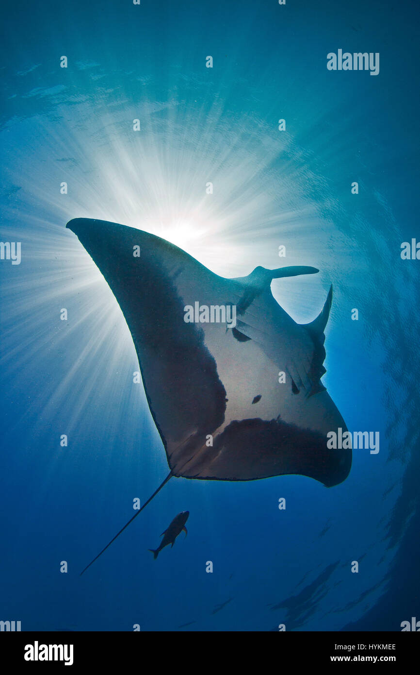 REVILLAGIGEDO ISLANDS, Messico: scary colpi di un 23-piedi largo Manta ray modellato come un lugubre teschio umano sono stati innestati a uno e cento trenta metri sott'acqua. Le immagini mostrano la gravità di questa rara in bianco e nero a motivi geometrici quando mostro rispetto alla vicina subacqueo. La manta ray o Manta birotris, può essere considerata completamente a suo agio con il suo compagno umano, mentre è elegantemente scivola attraverso l'acqua chiara. Un altro prevalentemente bianche Manta ray può essere visto anche in altri scatti. Nonostante le loro dimensioni questi giganti del mare sono elencati come vulnerabili. I loro numeri hanno sofferto a causa di Foto Stock