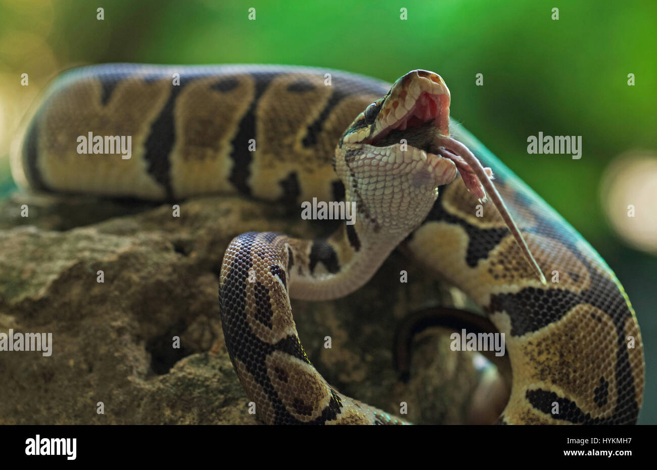 JAKARTA, Indonesia: il momento finale di un mouse sfortunato guardato dentro la lente della fotocamera prima che fosse deglutite intere da una fame python. Il creepy sequenza mostra come il Wild rettile pervadeva la sua preda prima di effettuare il serraggio con il mouse nelle sue ganasce e quasi sorridere per la fotocamera prima di gulping giù. La sorpresa-cercando mouse può essere visto facendo ultimo contatto visivo con stupore il supervisore delle finanze Erni Wijaya (34) da Jakarta, Indonesia prima di venire ingerite. Foto Stock