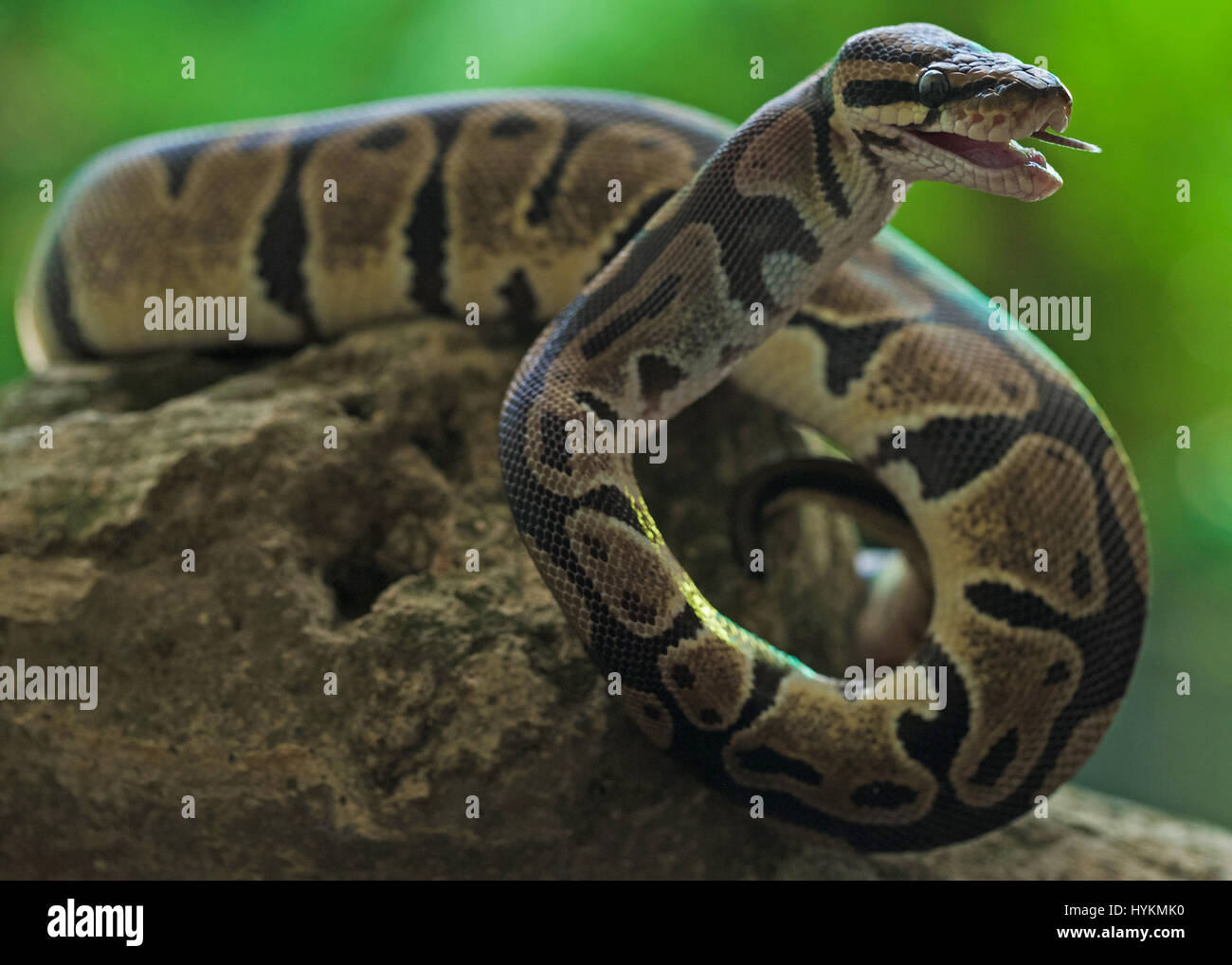 JAKARTA, Indonesia: il momento finale di un mouse sfortunato guardato dentro la lente della fotocamera prima che fosse deglutite intere da una fame python. Il creepy sequenza mostra come il Wild rettile pervadeva la sua preda prima di effettuare il serraggio con il mouse nelle sue ganasce e quasi sorridere per la fotocamera prima di gulping giù. La sorpresa-cercando mouse può essere visto facendo ultimo contatto visivo con stupore il supervisore delle finanze Erni Wijaya (34) da Jakarta, Indonesia prima di venire ingerite. Foto Stock