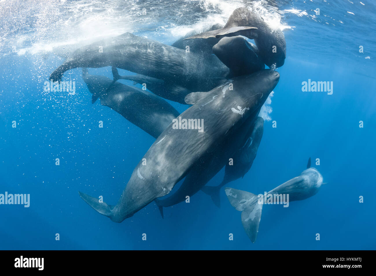 Splendide immagini subacquee mostrano un lone freediver accarezzare un  quattordici tonnellata capodoglio che è più pesante di un bus londinese.  Altre foto scattate nell'Oceano Indiano mostra il 40-piedi lungo i  capodogli sfregamento