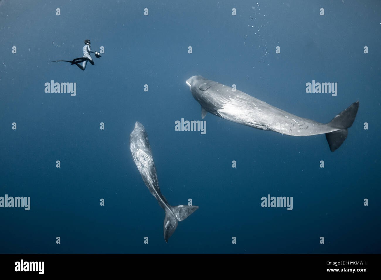 CAPTIVIATING fotografie di un libero nuoto subacqueo in perfetta sintonia con i capodogli sono stati splendidamente catturata da un intrepido coppia di fotografi dilettanti. Come se un membro accettato della balena pod, i fortunati diver - che in assenza di attrezzature subacquee devono tenere il suo soffio e immersione fino a 60-piedi subacquea - riesce ancora a corrisponde alle posizioni delle balene a sapientemente creare una visione di nuoto sincronizzato alla perfezione. Altre foto mostrano riprese ravvicinate del mare-giganti dove i subacquei sono stati all'interno di toccare la distanza delle balene, nonché immagini mostrando loro in tutta la loro gloria. Francese Foto Stock