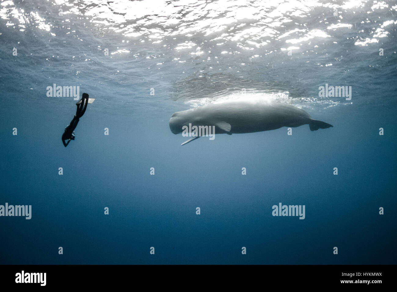 CAPTIVIATING fotografie di un libero nuoto subacqueo in perfetta sintonia con i capodogli sono stati splendidamente catturata da un intrepido coppia di fotografi dilettanti. Come se un membro accettato della balena pod, i fortunati diver - che in assenza di attrezzature subacquee devono tenere il suo soffio e immersione fino a 60-piedi subacquea - riesce ancora a corrisponde alle posizioni delle balene a sapientemente creare una visione di nuoto sincronizzato alla perfezione. Altre foto mostrano riprese ravvicinate del mare-giganti dove i subacquei sono stati all'interno di toccare la distanza delle balene, nonché immagini mostrando loro in tutta la loro gloria. Francese Foto Stock