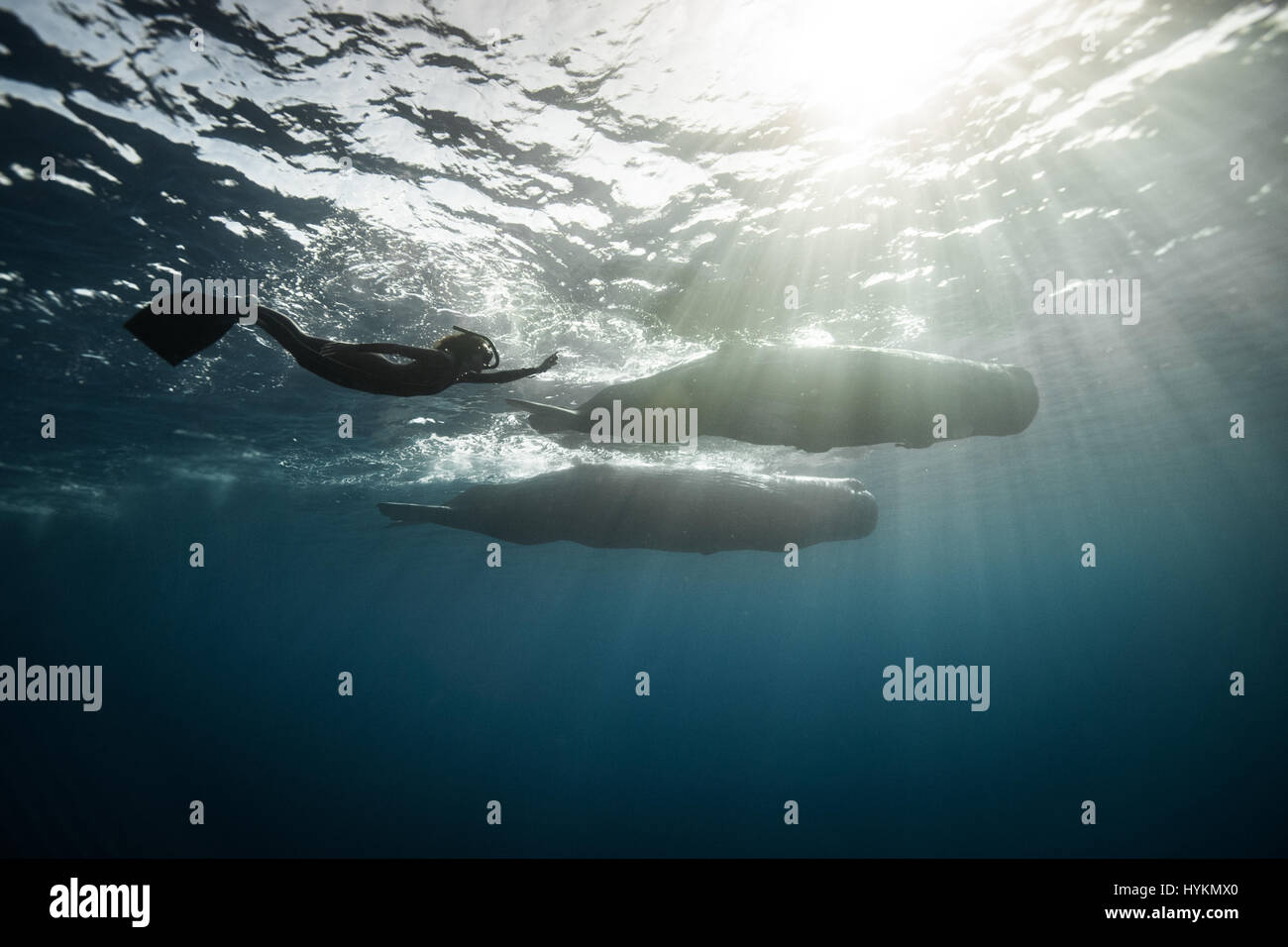 CAPTIVIATING fotografie di un libero nuoto subacqueo in perfetta sintonia con i capodogli sono stati splendidamente catturata da un intrepido coppia di fotografi dilettanti. Come se un membro accettato della balena pod, i fortunati diver - che in assenza di attrezzature subacquee devono tenere il suo soffio e immersione fino a 60-piedi subacquea - riesce ancora a corrisponde alle posizioni delle balene a sapientemente creare una visione di nuoto sincronizzato alla perfezione. Altre foto mostrano riprese ravvicinate del mare-giganti dove i subacquei sono stati all'interno di toccare la distanza delle balene, nonché immagini mostrando loro in tutta la loro gloria. Francese Foto Stock