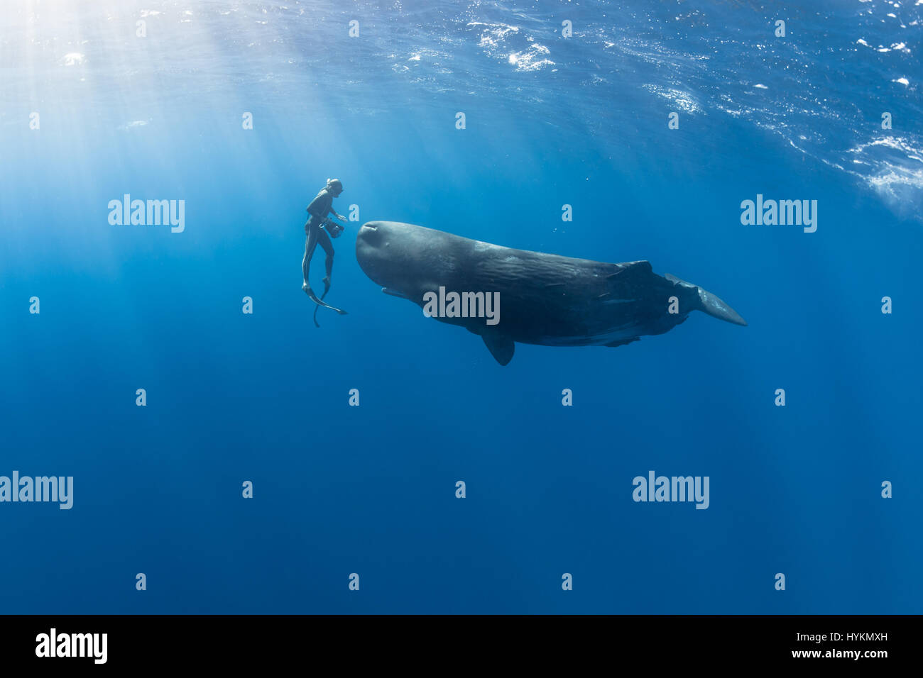 CAPTIVIATING fotografie di un libero nuoto subacqueo in perfetta sintonia con i capodogli sono stati splendidamente catturata da un intrepido coppia di fotografi dilettanti. Come se un membro accettato della balena pod, i fortunati diver - che in assenza di attrezzature subacquee devono tenere il suo soffio e immersione fino a 60-piedi subacquea - riesce ancora a corrisponde alle posizioni delle balene a sapientemente creare una visione di nuoto sincronizzato alla perfezione. Altre foto mostrano riprese ravvicinate del mare-giganti dove i subacquei sono stati all'interno di toccare la distanza delle balene, nonché immagini mostrando loro in tutta la loro gloria. Francese Foto Stock