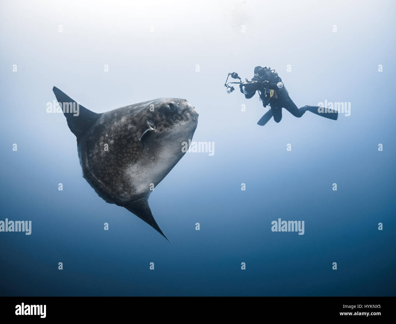 Un enorme di dieci piedi lungo ocean sun fish sopraffatte un British sub in questa incredibile serie di riprese subacquee. La forma stranamente novantacinque stone fish, noto anche come una mola mola, realizzato il subacqueo look piccolo come esso ha avuto un contatto ravvicinato e personale ma per fortuna per lui, il pesce non è pericolosa per gli esseri umani. Un'altra immagine mostra numerosi subacquei scramble di avvicinarsi a questa straordinaria creatura. I fermagli sono state prese da Londra fotografo Stefan segue, che da allora ha trasferito in Tailandia, mentre era in un viaggio a Bali. Foto Stock