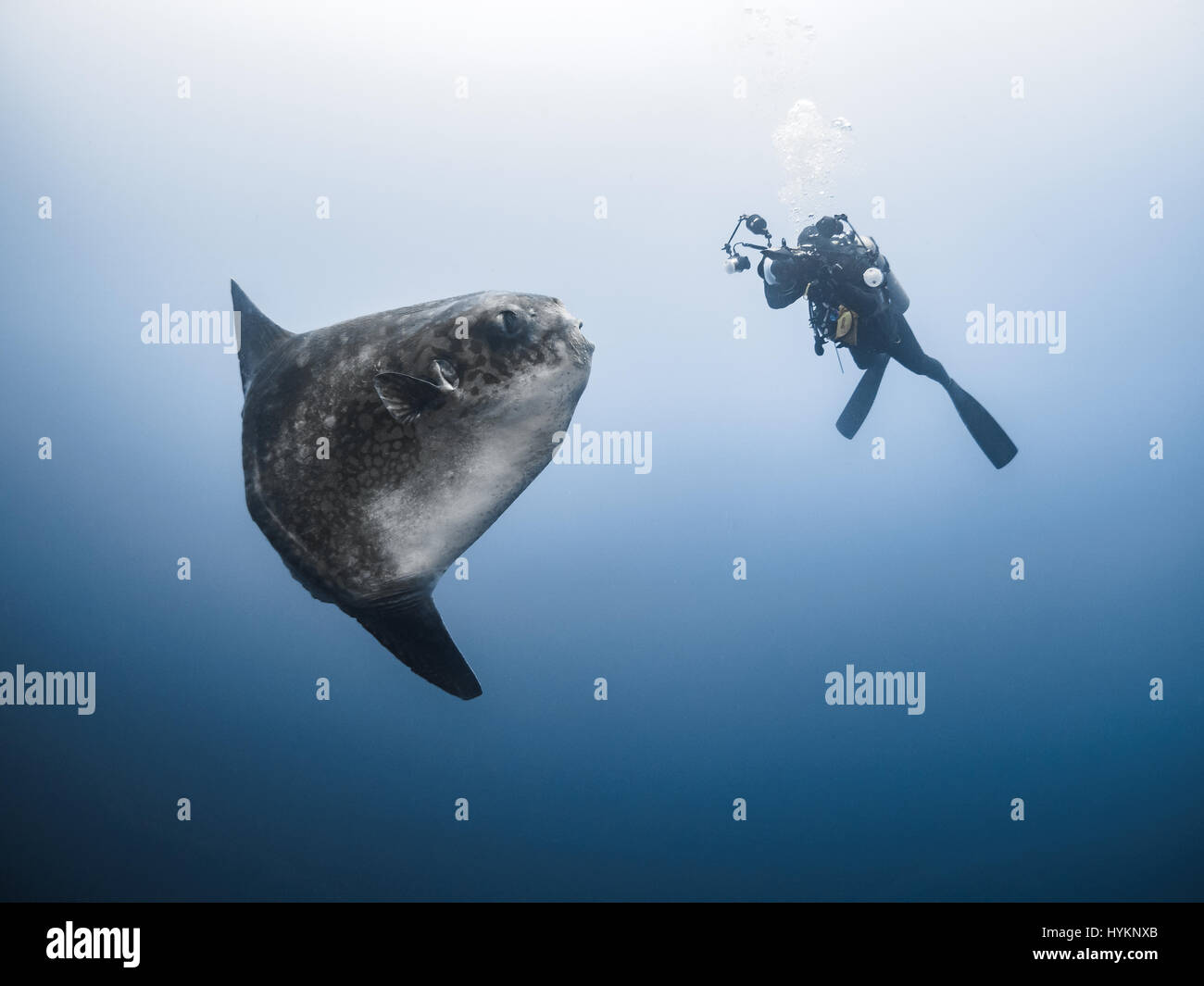 Un enorme di dieci piedi lungo ocean sun fish sopraffatte un British sub in questa incredibile serie di riprese subacquee. La forma stranamente novantacinque stone fish, noto anche come una mola mola, realizzato il subacqueo look piccolo come esso ha avuto un contatto ravvicinato e personale ma per fortuna per lui, il pesce non è pericolosa per gli esseri umani. Un'altra immagine mostra numerosi subacquei scramble di avvicinarsi a questa straordinaria creatura. I fermagli sono state prese da Londra fotografo Stefan segue, che da allora ha trasferito in Tailandia, mentre era in un viaggio a Bali. Foto Stock