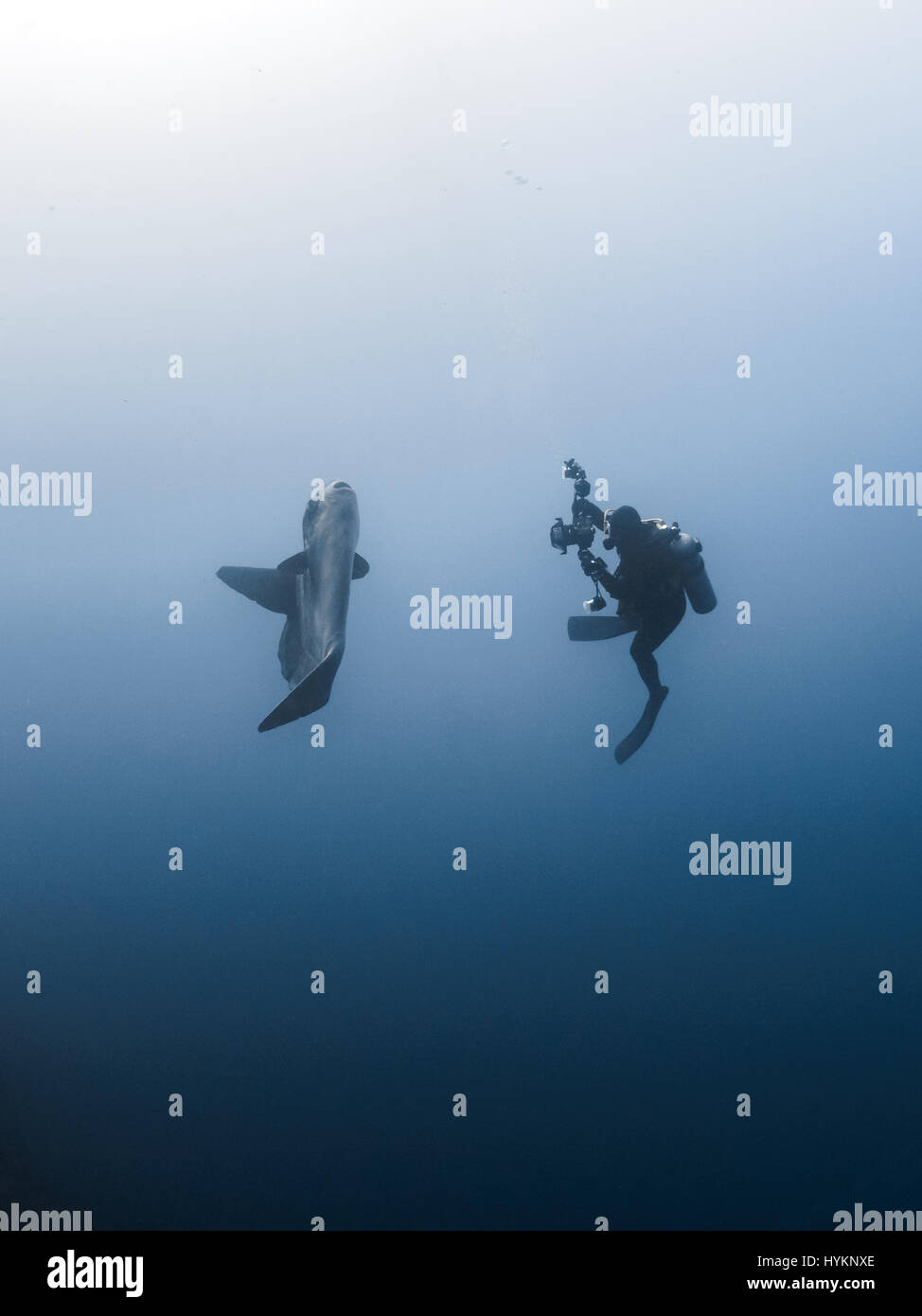 Un enorme di dieci piedi lungo ocean sun fish sopraffatte un British sub in questa incredibile serie di riprese subacquee. La forma stranamente novantacinque stone fish, noto anche come una mola mola, realizzato il subacqueo look piccolo come esso ha avuto un contatto ravvicinato e personale ma per fortuna per lui, il pesce non è pericolosa per gli esseri umani. Un'altra immagine mostra numerosi subacquei scramble di avvicinarsi a questa straordinaria creatura. I fermagli sono state prese da Londra fotografo Stefan segue, che da allora ha trasferito in Tailandia, mentre era in un viaggio a Bali. Foto Stock