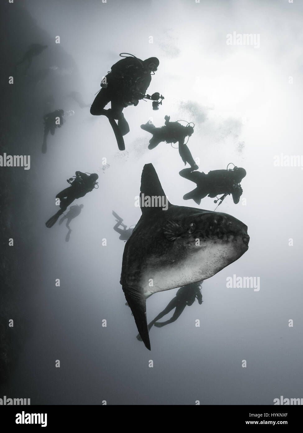 Un enorme di dieci piedi lungo ocean sun fish sopraffatte un British sub in questa incredibile serie di riprese subacquee. La forma stranamente novantacinque stone fish, noto anche come una mola mola, realizzato il subacqueo look piccolo come esso ha avuto un contatto ravvicinato e personale ma per fortuna per lui, il pesce non è pericolosa per gli esseri umani. Un'altra immagine mostra numerosi subacquei scramble di avvicinarsi a questa straordinaria creatura. I fermagli sono state prese da Londra fotografo Stefan segue, che da allora ha trasferito in Tailandia, mentre era in un viaggio a Bali. Foto Stock