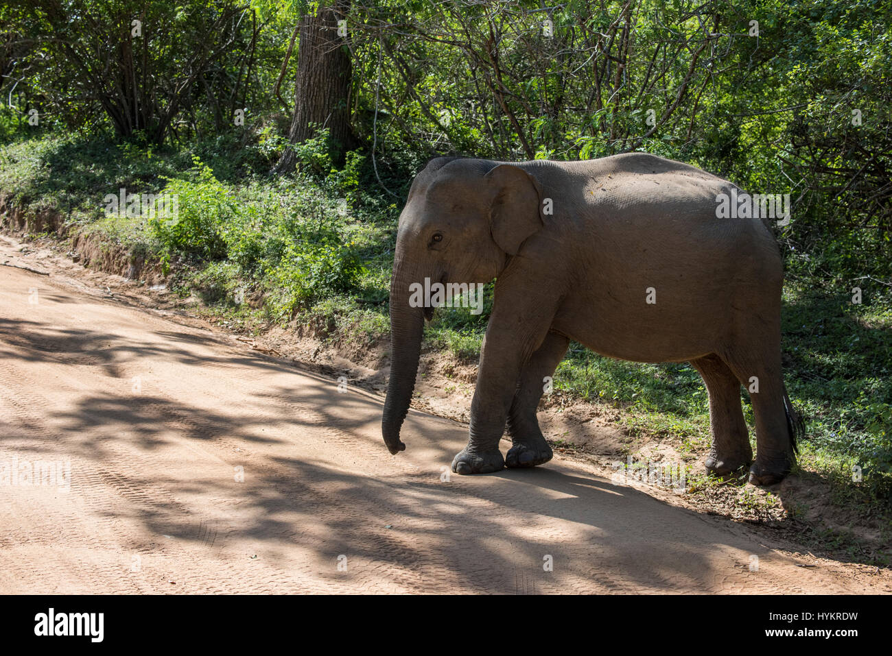 Sri Lanka, Tissamaharama, Yala National Park aka Ruhuna National Park, blocco 1. Il governo dello Sri Lanka elephant (Elephas maximus maximus) sottospecie asiatica Foto Stock