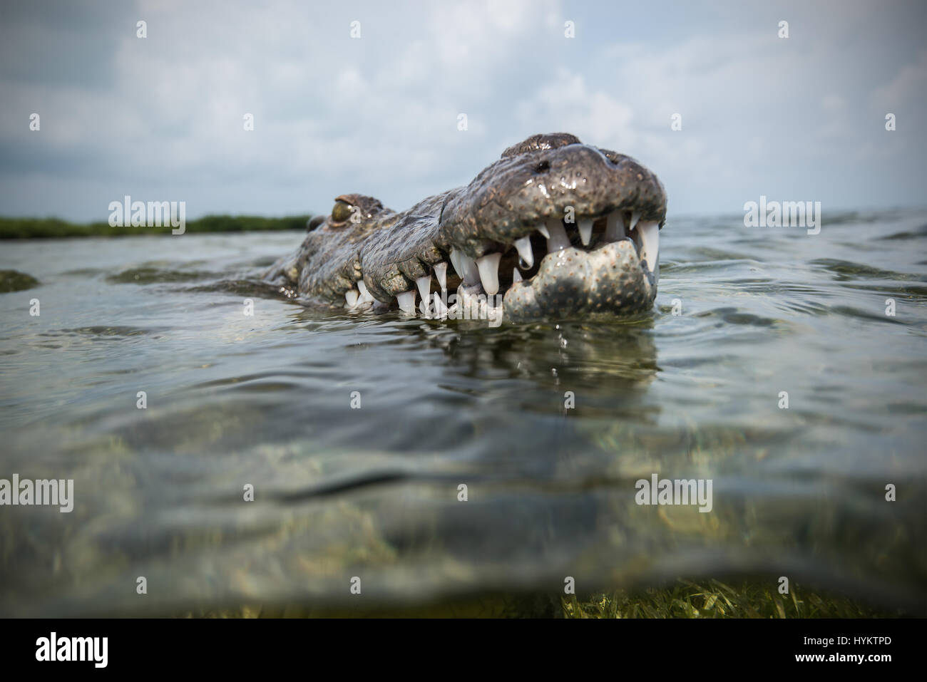 Banche CHINCHORRO, Messico: la ricerca di emozioni fotografo ha rischiato la vita e arto nuotò accanto a dieci piedi-lungo coccodrillo americano. Foto sorprendenti mostrano messicano fotografo subacqueo Rodrigo Friscione arrivando ad un contatto vicino e personale con i due-cento-pound predator. Altre riprese mostrano il curioso croc controllare se stesso nella lente della fotocamera e poke la sua testa sopra l'acqua. Rodrigo, che gestisce un negozio di dive in Cancun, ha preso le immagini spettacolari in Chinchorro banche. Foto Stock