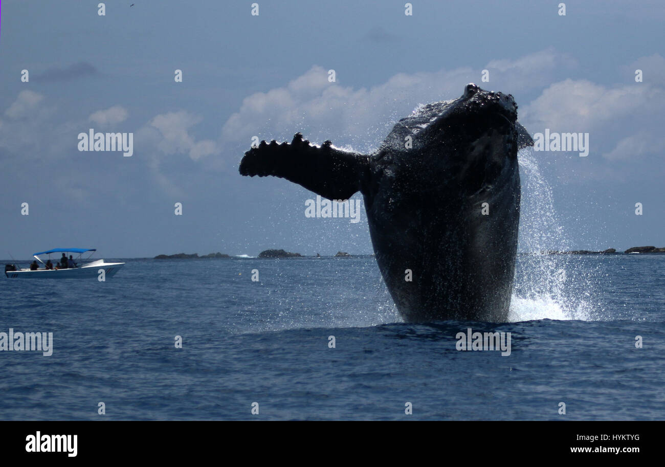 DRAKE BAY, COSTA RICA: una lauta Humpback Whale è stato strappato che mostra il suo lato di ribaltamento di un vagone di stupiti turisti. Le immagini mostrano l'incredibile quaranta-ton whale il lancio di per sé al di fuori dell'acqua prima del completamento di una ganascia di caduta giro acrobatico in aria e re-inserendo l'acqua. Ricercatore americano Sierra Goodman, strappato questi scatti del possente Humpback Whale violare a Drake Bay, Costa Rica off penisola di Osa. Foto Stock