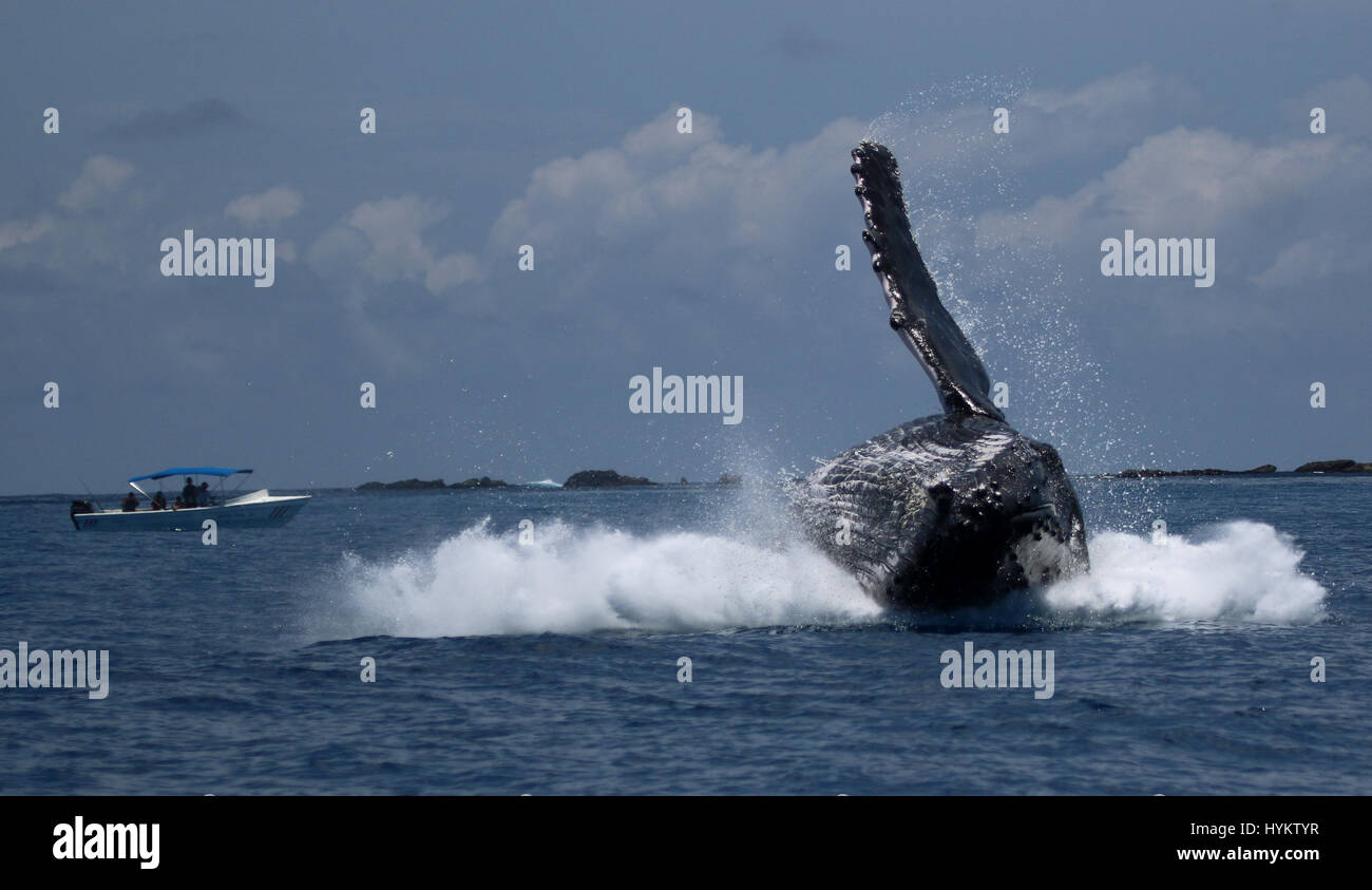 DRAKE BAY, COSTA RICA: una lauta Humpback Whale è stato strappato che mostra il suo lato di ribaltamento di un vagone di stupiti turisti. Le immagini mostrano l'incredibile quaranta-ton whale il lancio di per sé al di fuori dell'acqua prima del completamento di una ganascia di caduta giro acrobatico in aria e re-inserendo l'acqua. Ricercatore americano Sierra Goodman, strappato questi scatti del possente Humpback Whale violare a Drake Bay, Costa Rica off penisola di Osa. Foto Stock