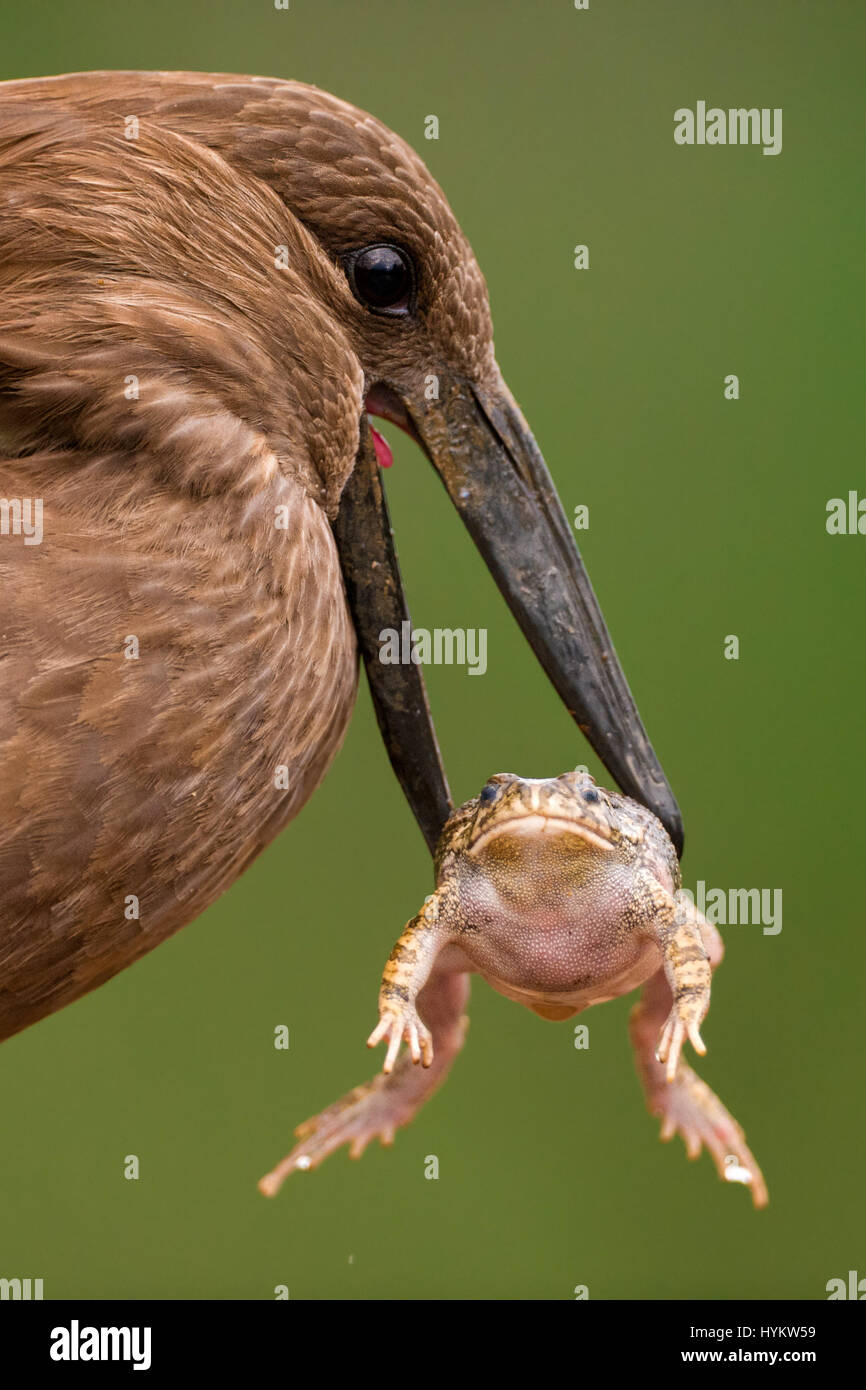 Sud Africa: pensa che si sta avendo un brutto giorno? Prova a ricordare la sorte di questo sfortunato toad che è stato prelevato e sballottata da un uccello di fame prima di essere deglutite intere. Il rospo poveri prima correva in difficoltà quando è stato avvistato dalla Hammerkop uccello ma le cose erano in procinto di ottenere molto peggio. Queste splendide foto cattura la scena perfetta come il rospo il mondo capovolto dopo che egli è stato scagliati in aria dalle Hammerkop in Sud Africa il Parco Nazionale Kruger. La sequenza di azioni è stato catturato dal premiato fotografo ungherese Bence Mate. Foto Stock