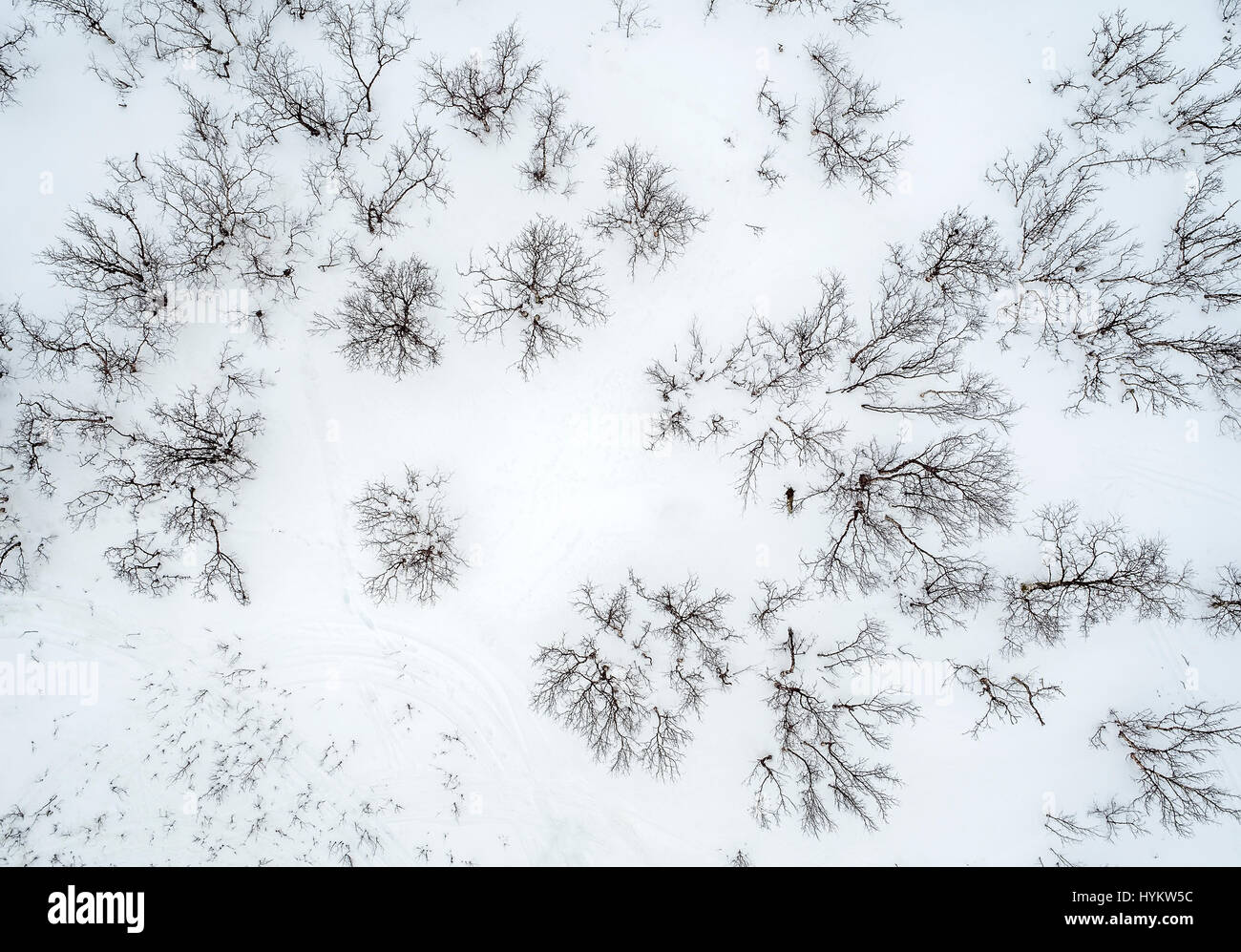 Antenna-alberi in inverno, Lapponia, Svezia. Drone fotografia Foto Stock