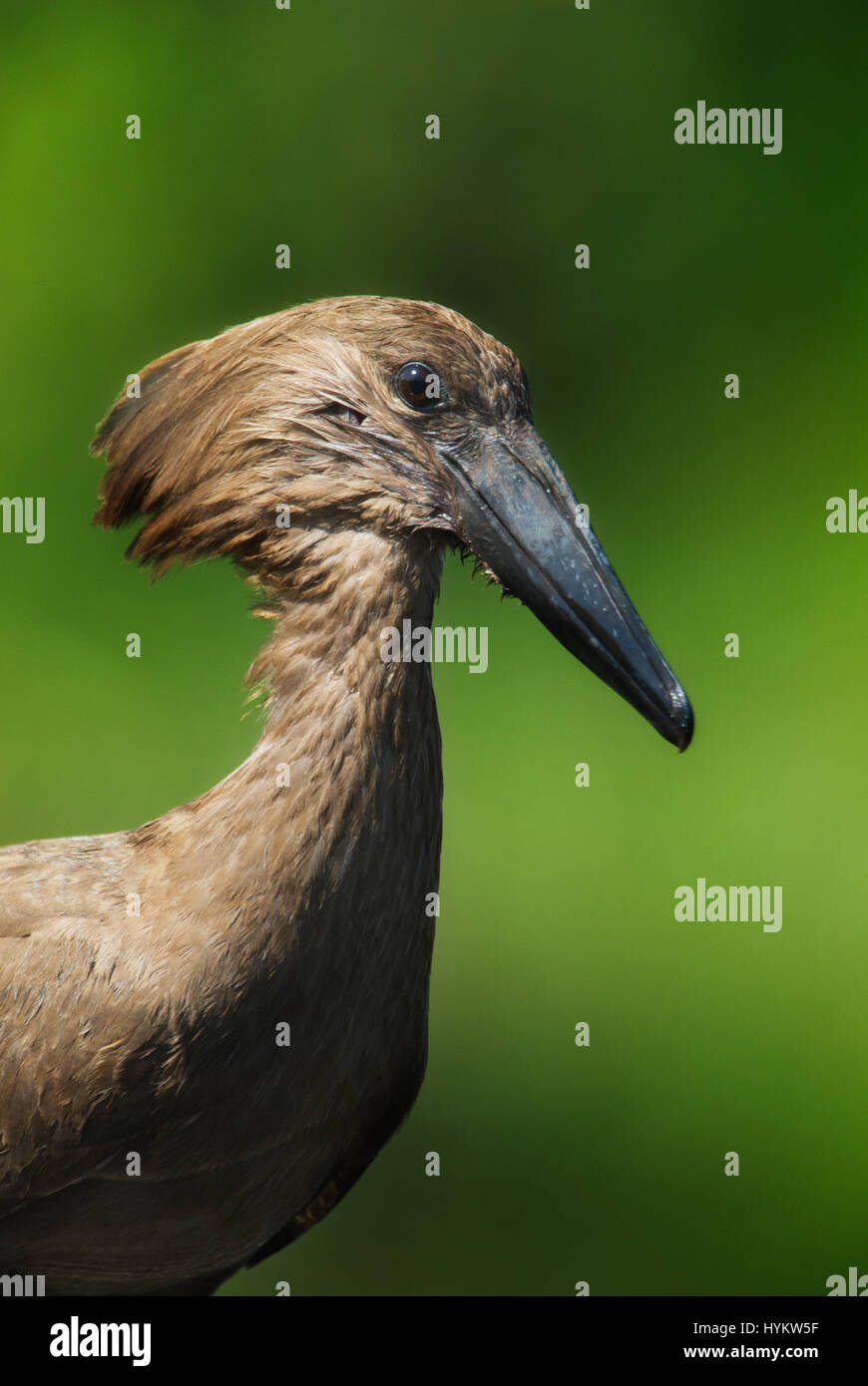 Sud Africa: pensa che si sta avendo un brutto giorno? Prova a ricordare la sorte di questo sfortunato toad che è stato prelevato e sballottata da un uccello di fame prima di essere deglutite intere. Il rospo poveri prima correva in difficoltà quando è stato avvistato dalla Hammerkop uccello ma le cose erano in procinto di ottenere molto peggio. Queste splendide foto cattura la scena perfetta come il rospo il mondo capovolto dopo che egli è stato scagliati in aria dalle Hammerkop in Sud Africa il Parco Nazionale Kruger. La sequenza di azioni è stato catturato dal premiato fotografo ungherese Bence Mate. Foto Stock