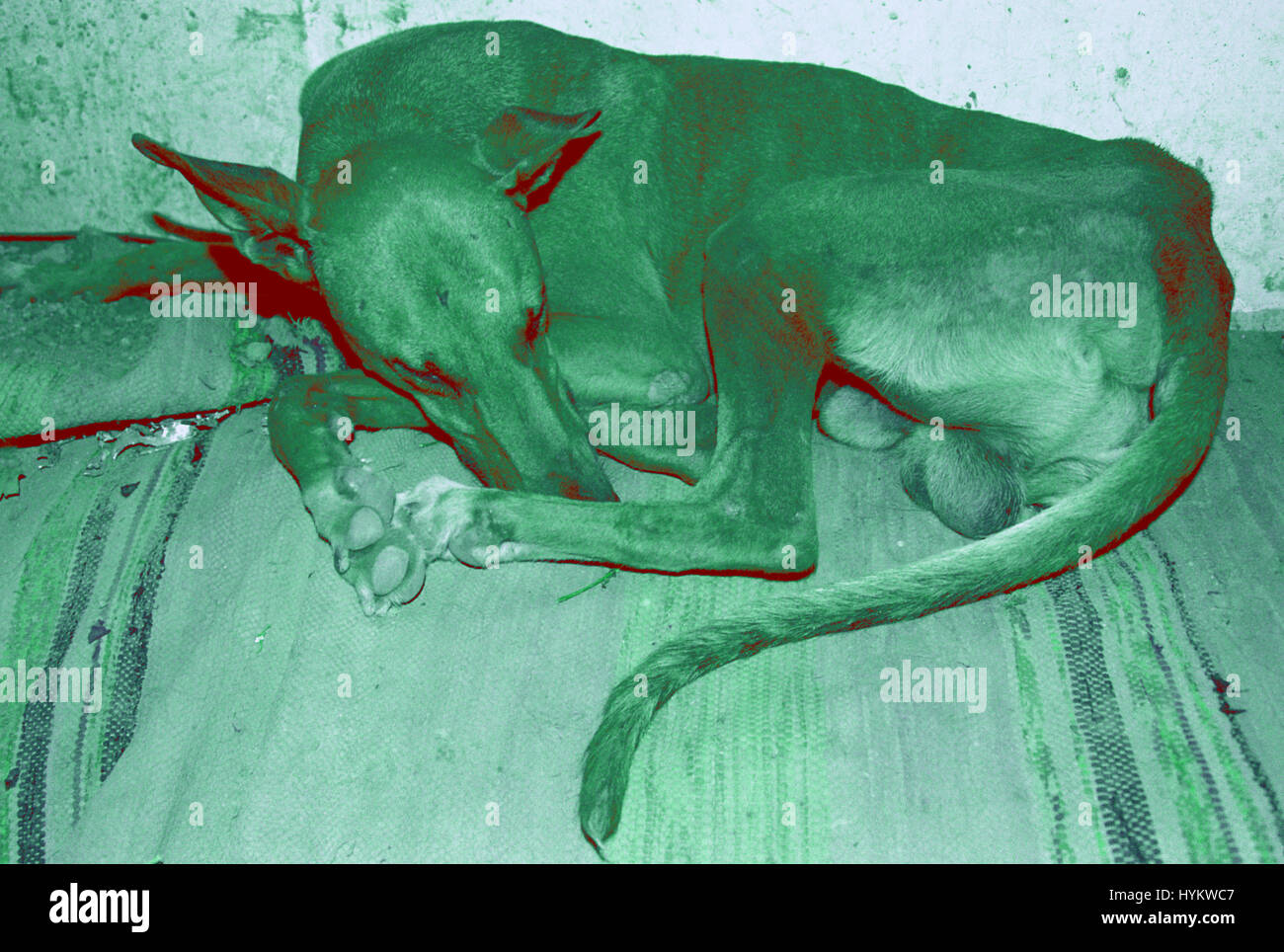 A BUCAREST IN ROMANIA: sconvolgente le fotografie sono emersi come giovane rumeno orfani sono lasciati vivere sottoterra come senzatetto tossicodipendenti. Questi giovani sono la generazione di bambini che sono sopravvissuti alla brutale orfanotrofi romeni, che hanno scosso il mondo in indimenticabili news broadcast riprese alla fine degli anni ottanta. Le fotografie mostrano le circostanze per queste sfortunate giovani adulti hanno solo coloro che sono diventati dipendenti dalla droga esistono in fogne con condizioni disagevoli. Un leader del gruppo, chiedendo se stesso Bruce Lee, dipinta la sua testa in aurolac, una lacca utilizzata per la verniciatura di metallo che causano Foto Stock