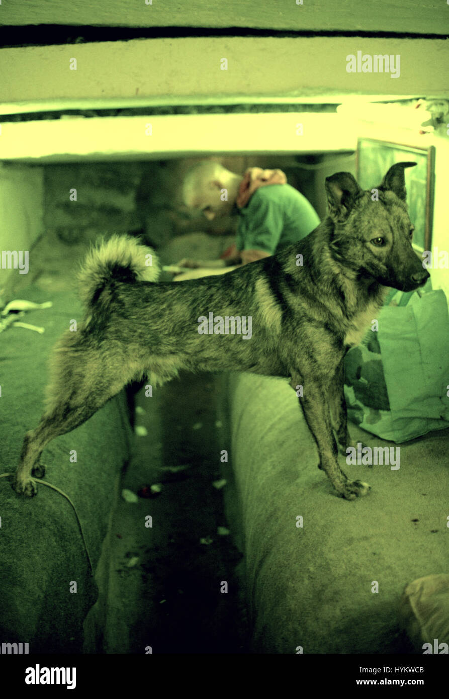 A BUCAREST IN ROMANIA: sconvolgente le fotografie sono emersi come giovane rumeno orfani sono lasciati vivere sottoterra come senzatetto tossicodipendenti. Questi giovani sono la generazione di bambini che sono sopravvissuti alla brutale orfanotrofi romeni, che hanno scosso il mondo in indimenticabili news broadcast riprese alla fine degli anni ottanta. Le fotografie mostrano le circostanze per queste sfortunate giovani adulti hanno solo coloro che sono diventati dipendenti dalla droga esistono in fogne con condizioni disagevoli. Un leader del gruppo, chiedendo se stesso Bruce Lee, dipinta la sua testa in aurolac, una lacca utilizzata per la verniciatura di metallo che causano Foto Stock