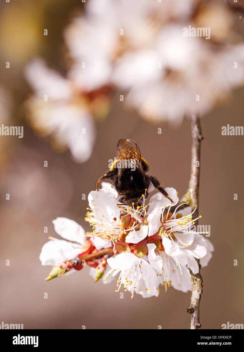 Bumblebee in fiori di ciliegio Foto Stock