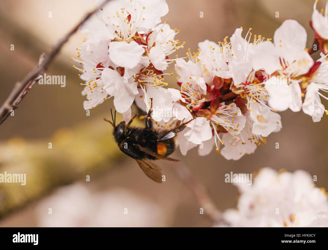 Bumblebee su un fiore di susina bianca fiorisce Foto Stock